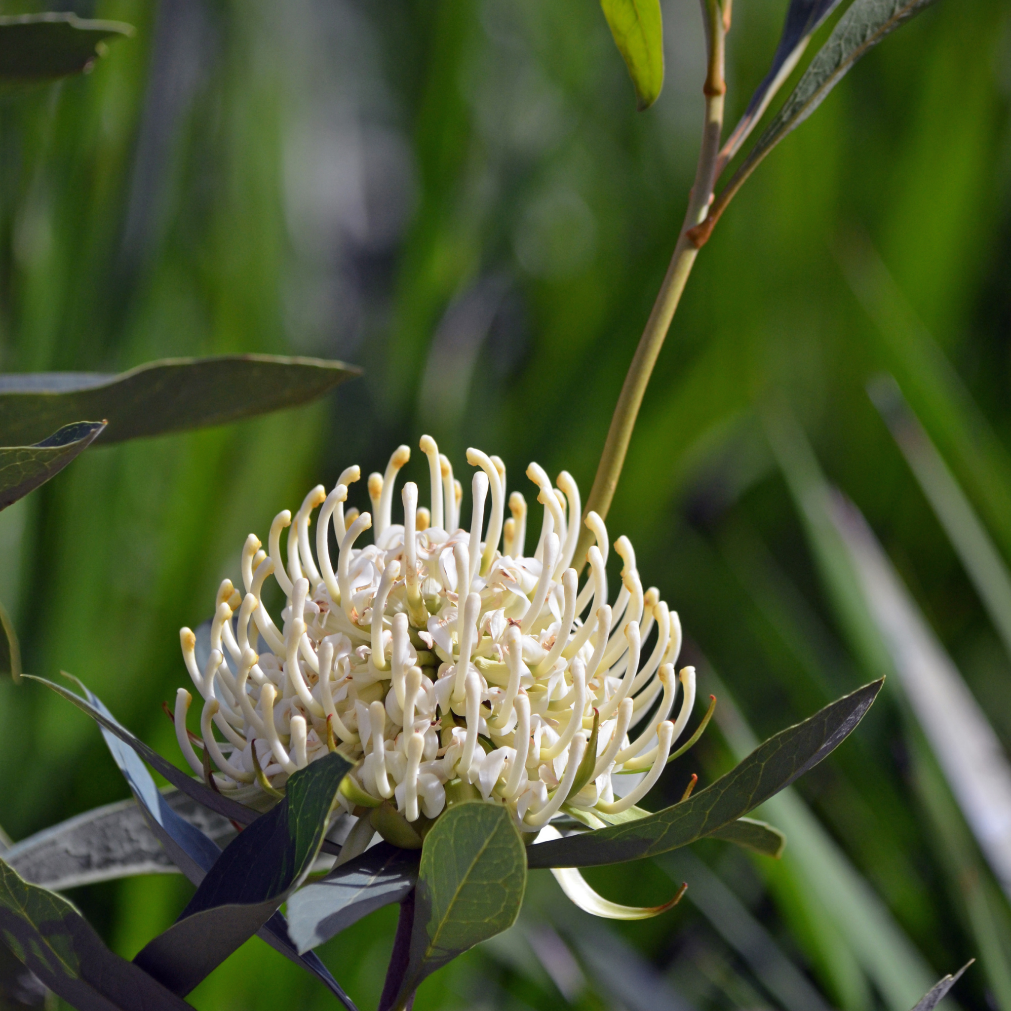 Waratah 'Shady Lady White' - Telopea speciosissima oreades Shady Lady White