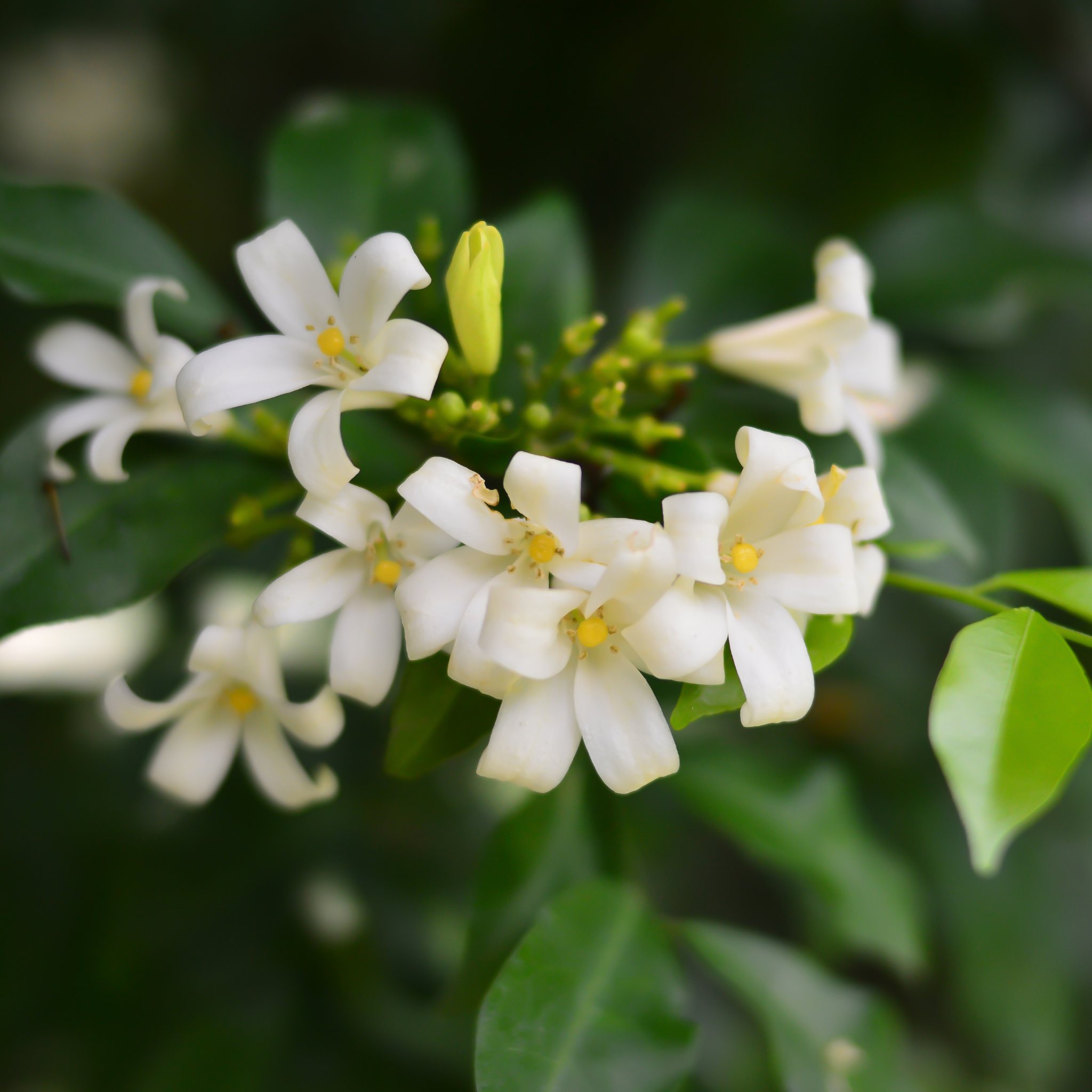 Orange Jessamine - Murraya paniculata