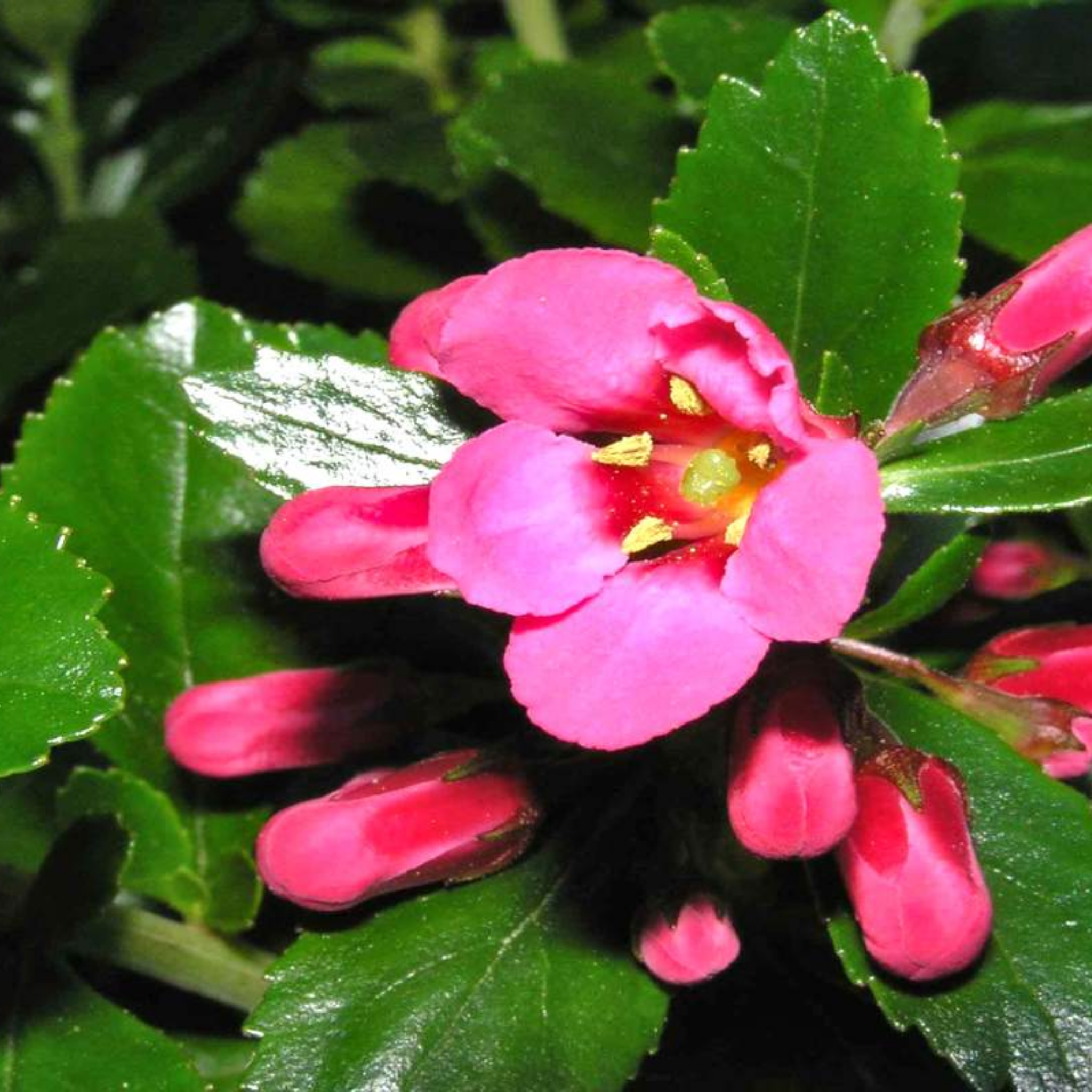 Escallonia hybrida Newport Dwarf