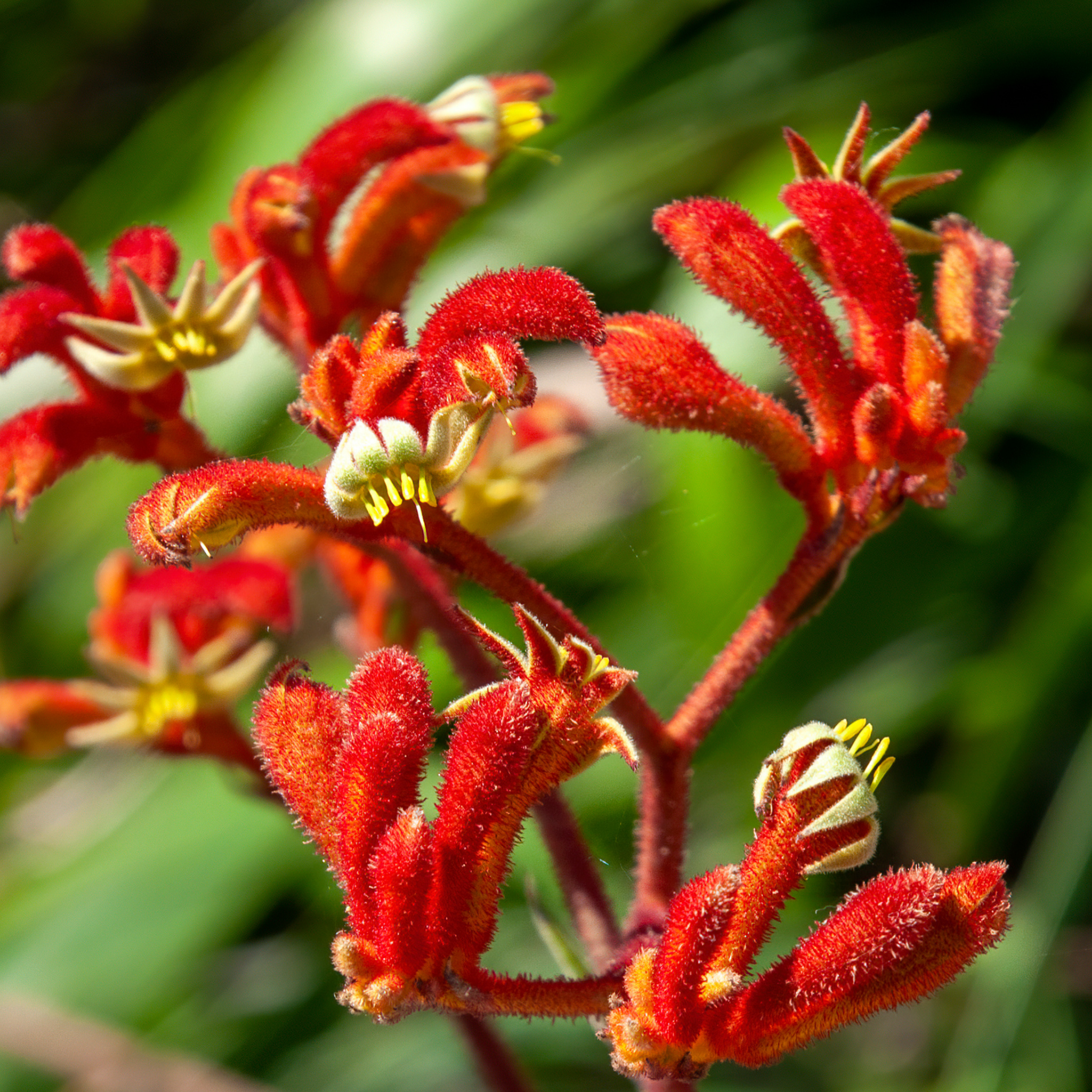 Tall Red Kangaroo Paw - Anigozanthos flavidus Landscape Scarlet