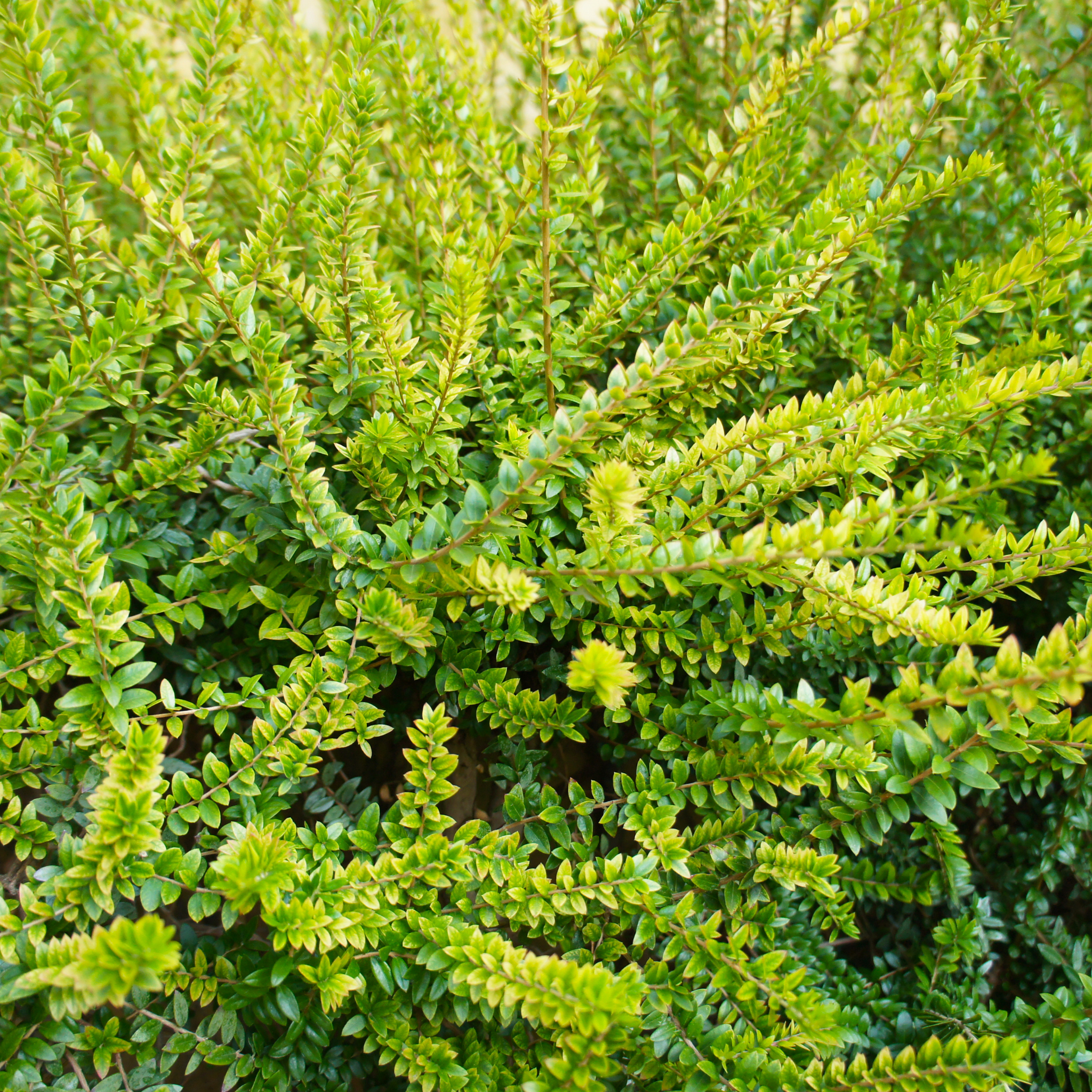 Boxleaf Honeysuckle - Lonicera nitida