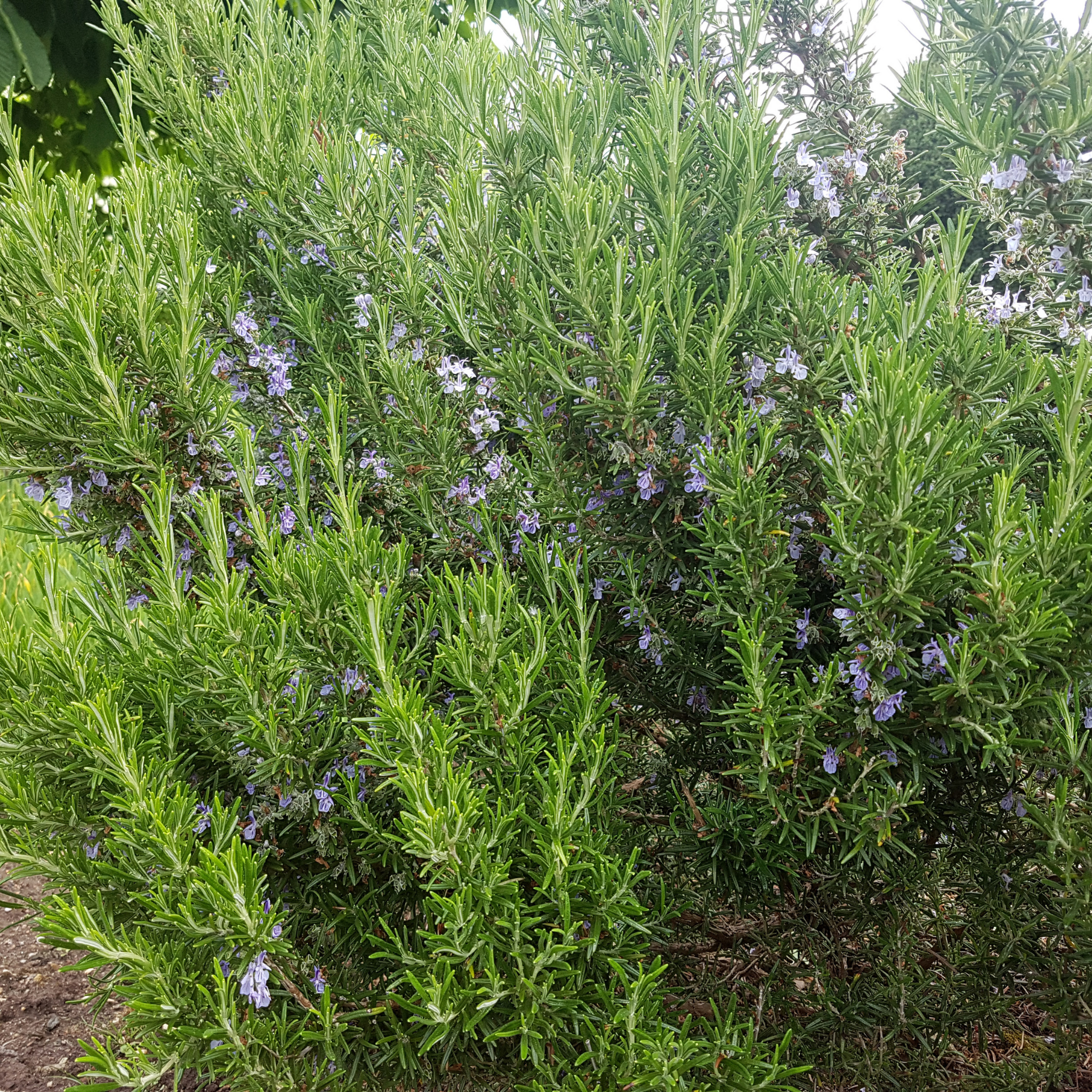 Rosemary Chefs Choice - Rosmarinus officinalis Chefs Choice