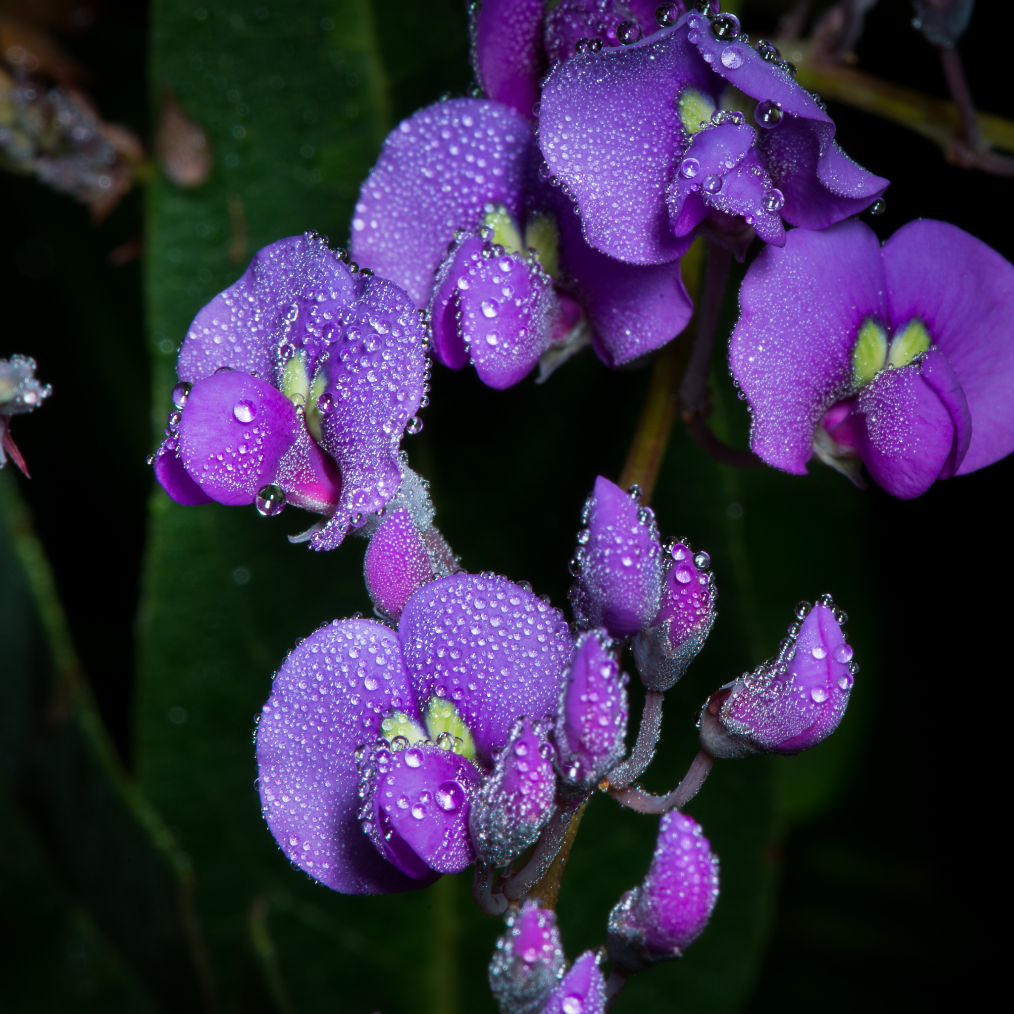 Hardenbergia violacea Happy Wanderer - Native Wisteria