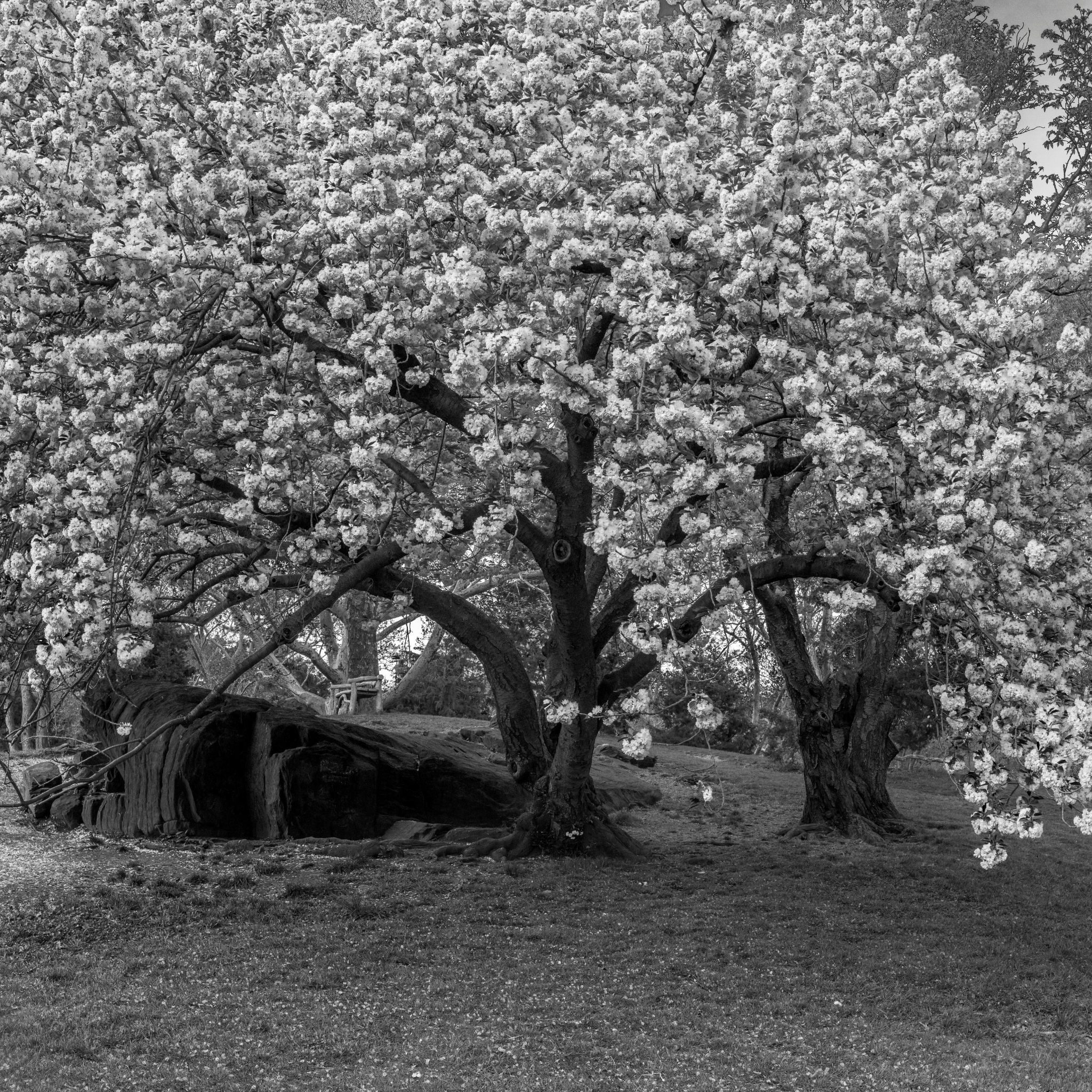 Weeping Japanese Flowering Cherry - Prunus serrulata 'Mt Fuji'