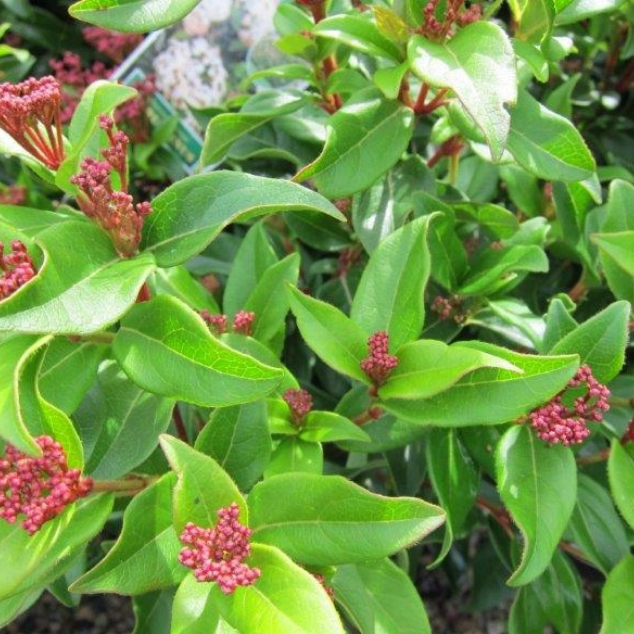 Viburnum tinus - Laurustinus