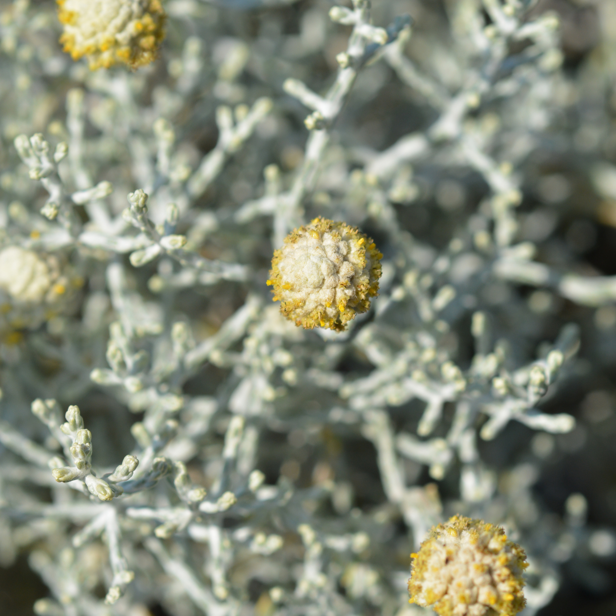 Cushion Bush - Leucophyta brownii