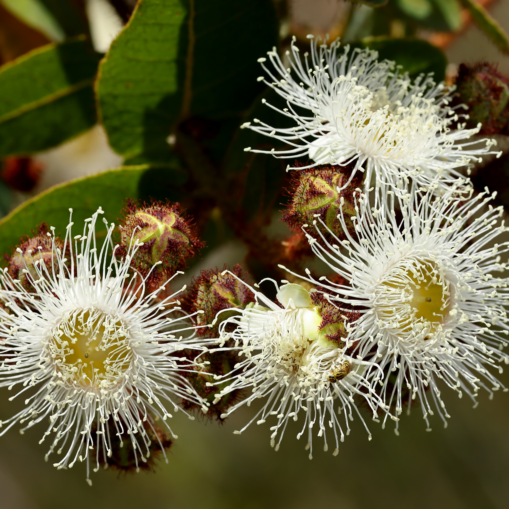 Eucalyptus Euky Dwarf Gum - Eucalyptus leucoxylon Euky Dwarf