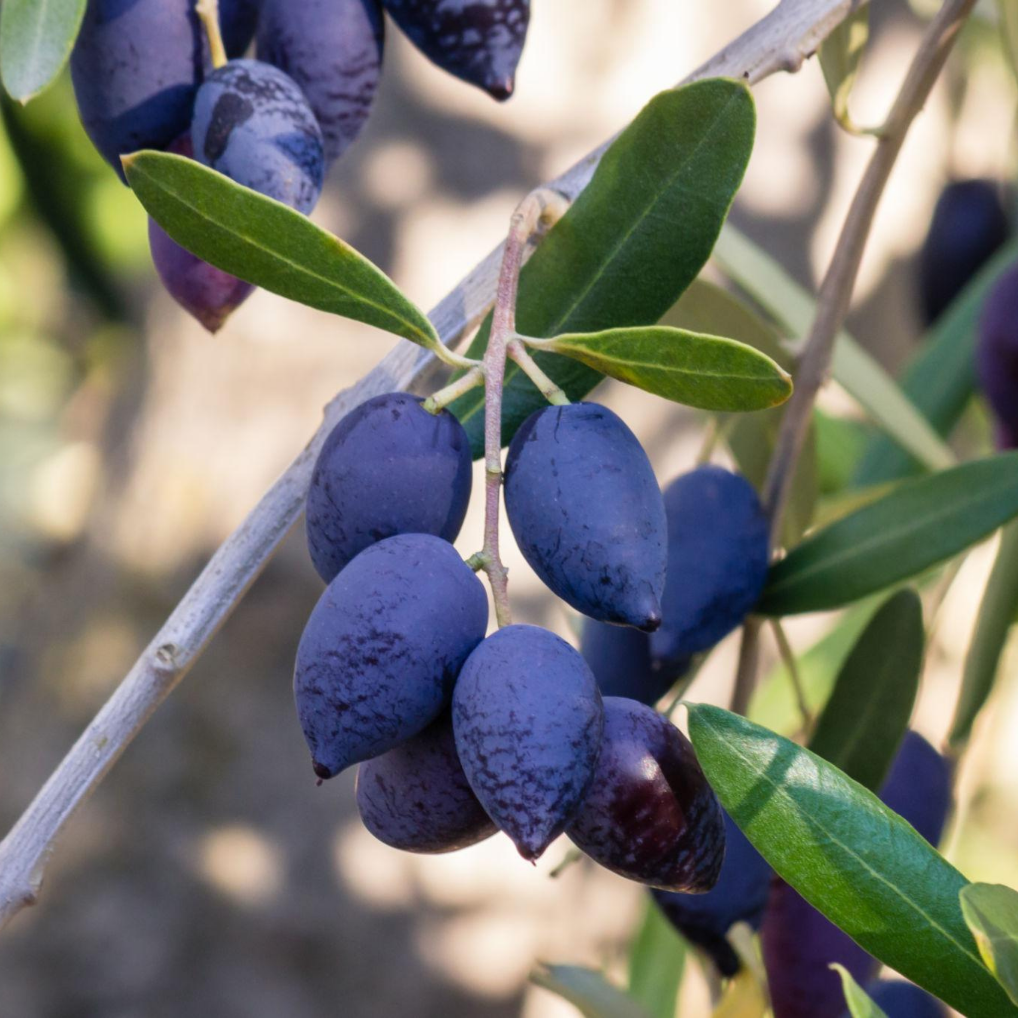 Kalamata Olive Tree - Olea europaea Kalamata