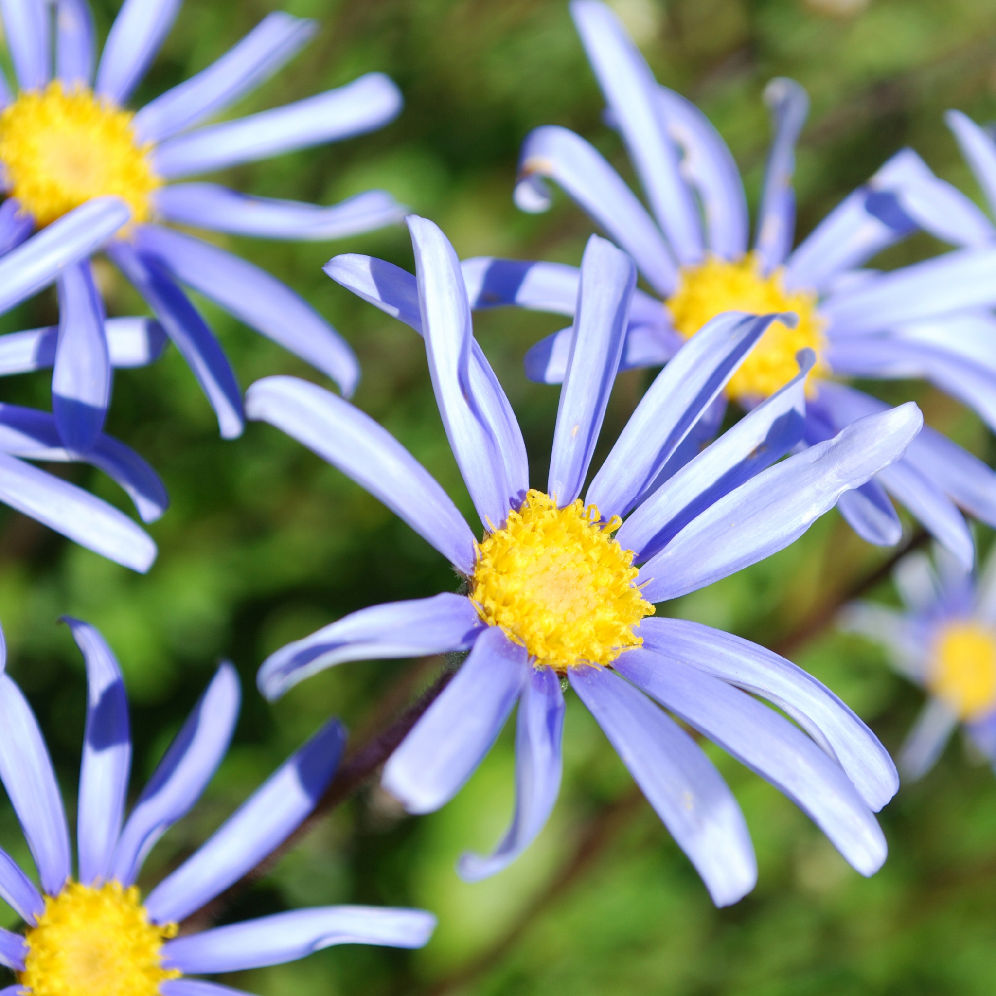 Blue Marguerite - Felicia amelloides