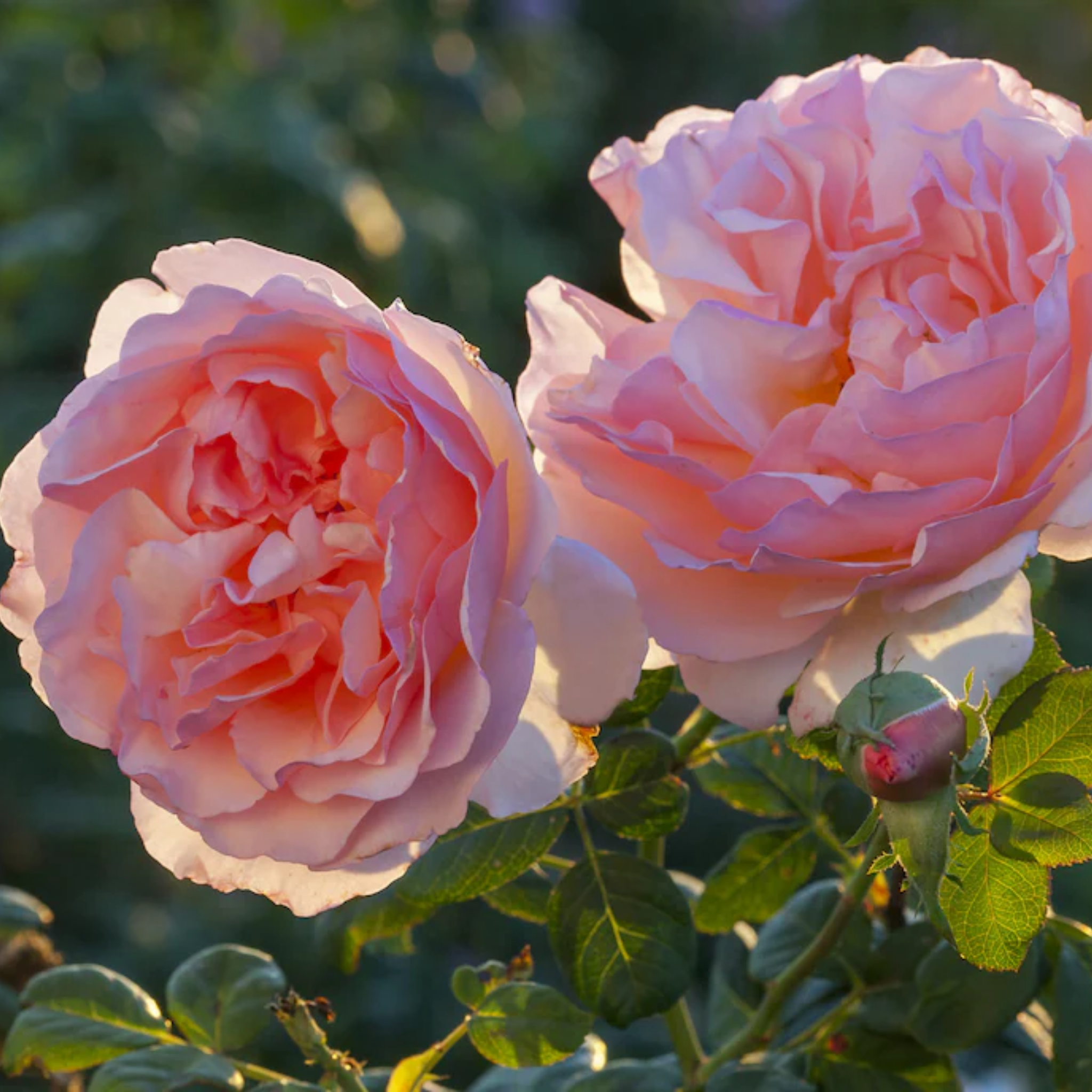 Hybrid Tea Rose - Rosa Princesse Charlene de Monaco