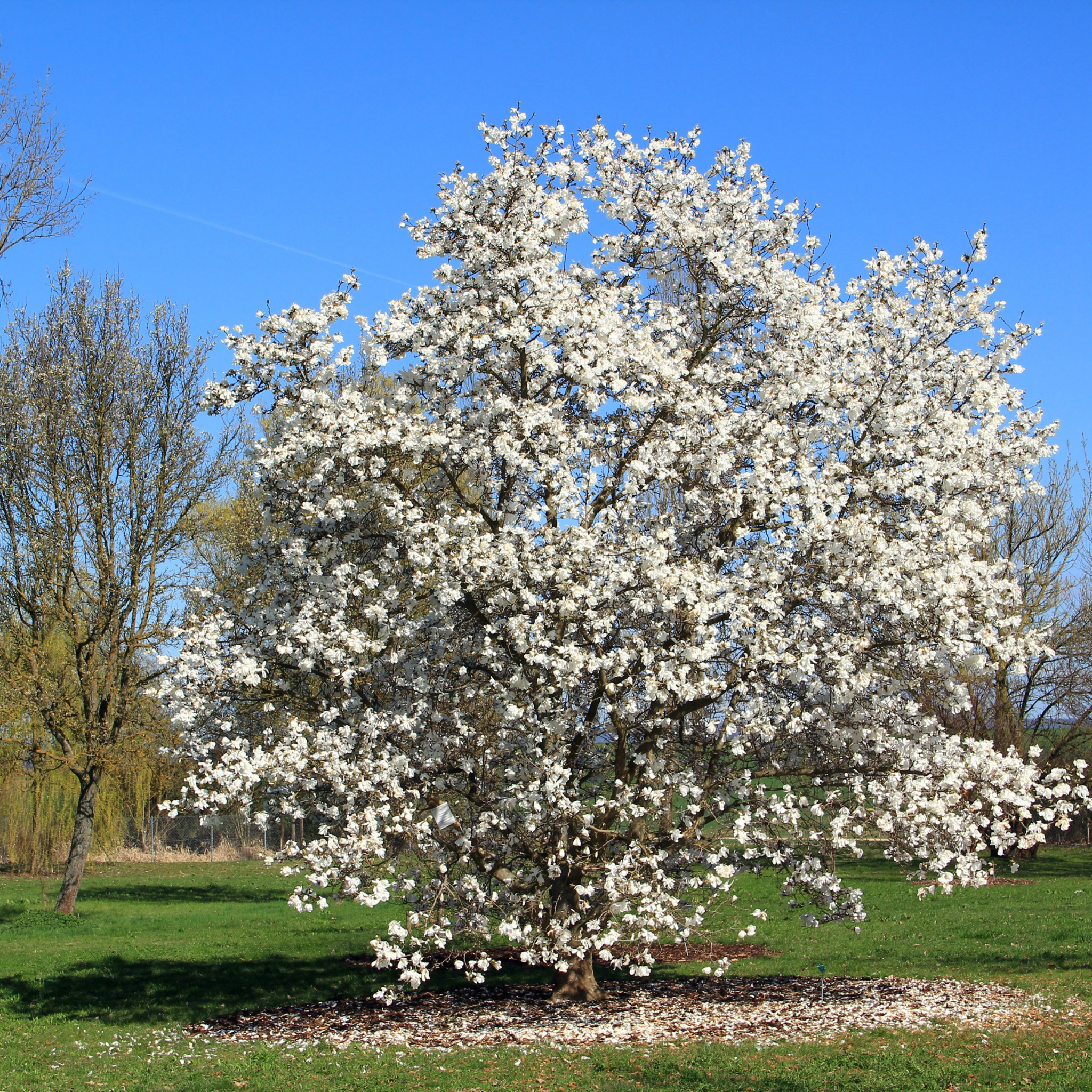 Southern Magnolia - Magnolia grandiflora 'Coolwyn Gloss'