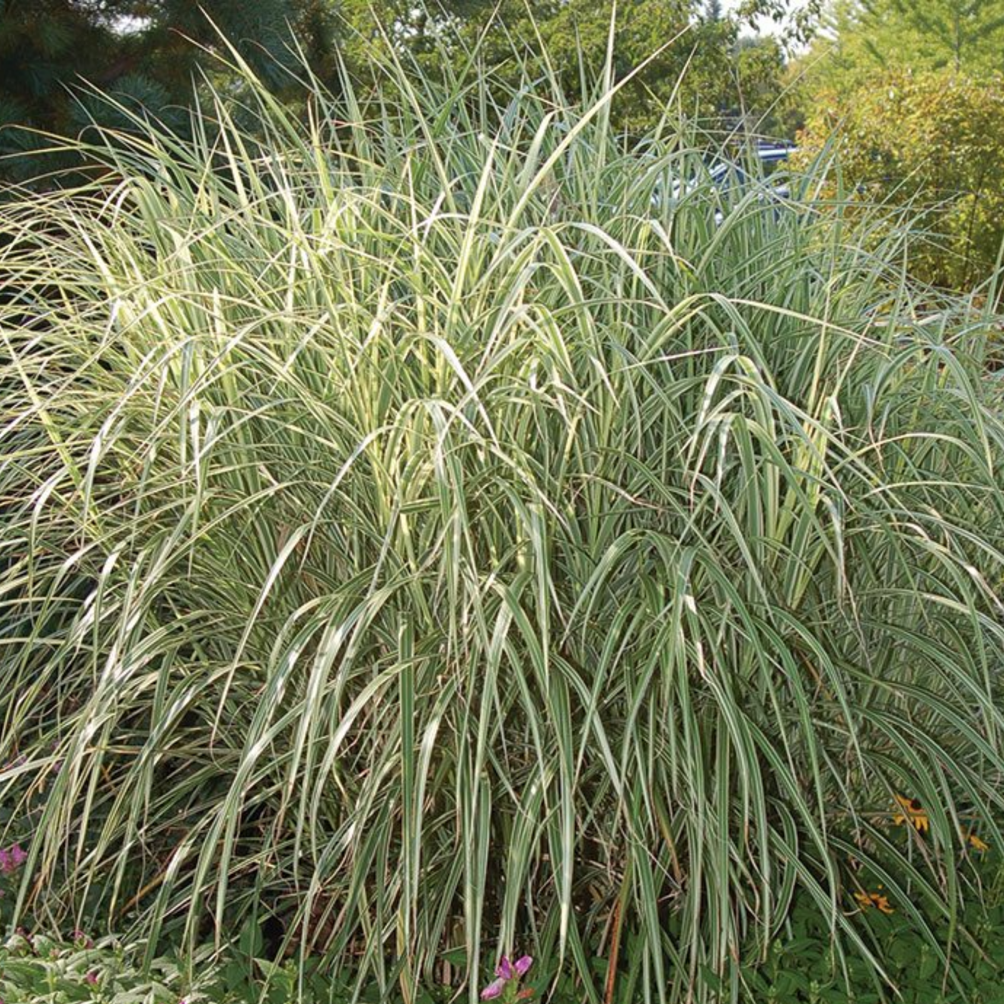 Tall green grasses swaying in the wind with a blurred background