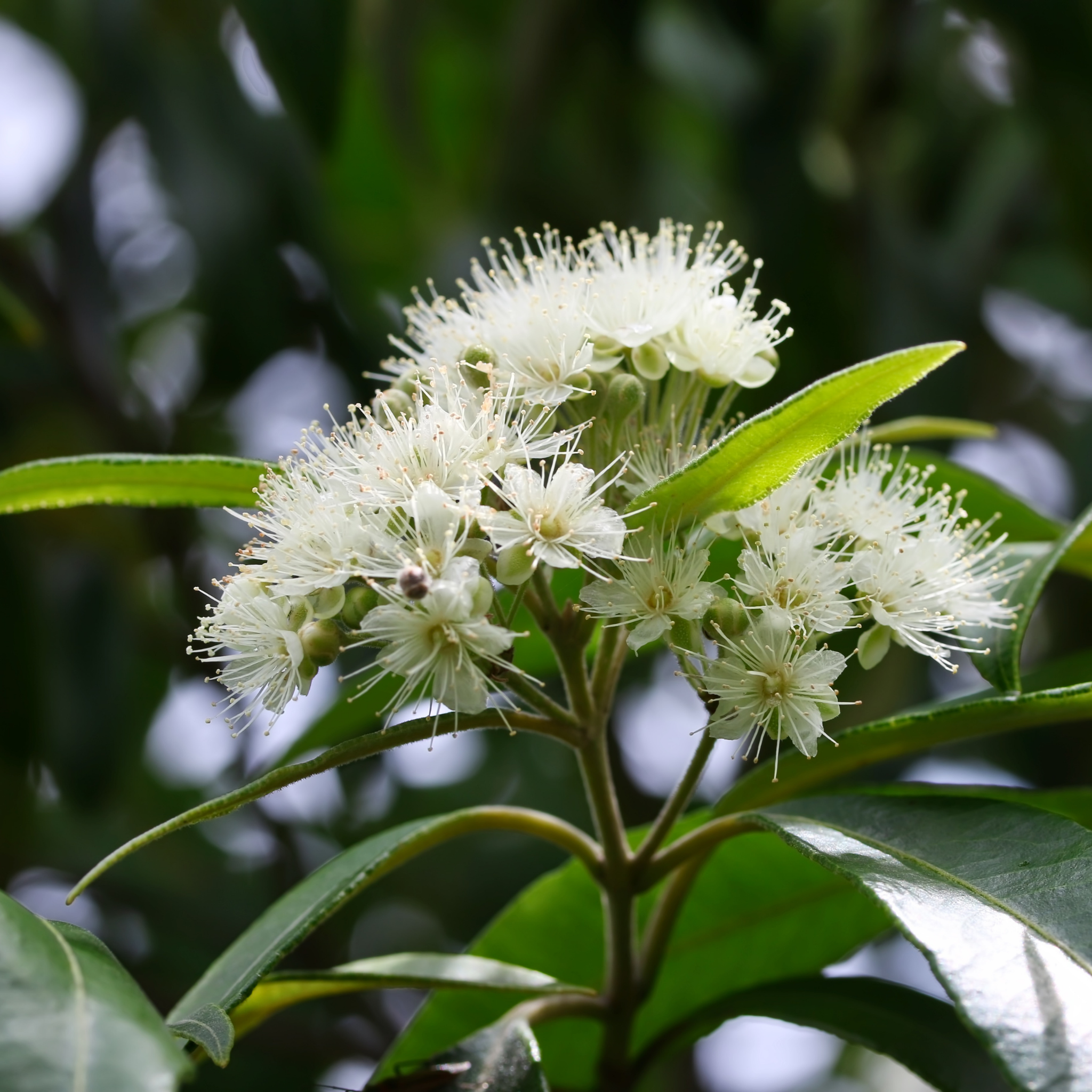Close-up of white flowers with green leaves on a blurred natural background