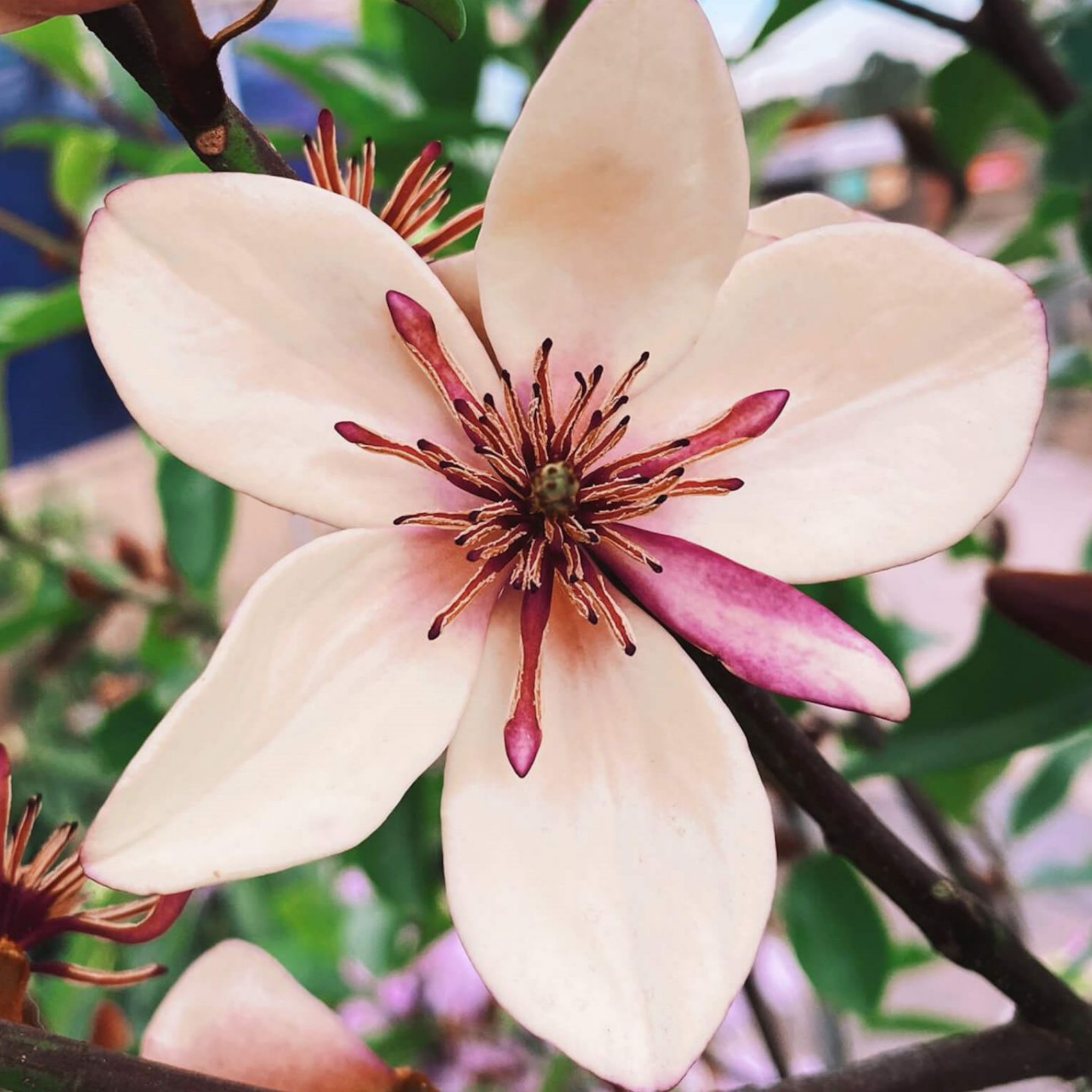 Magnolia White Caviar - Magnolia yunnanensis figo White Caviar