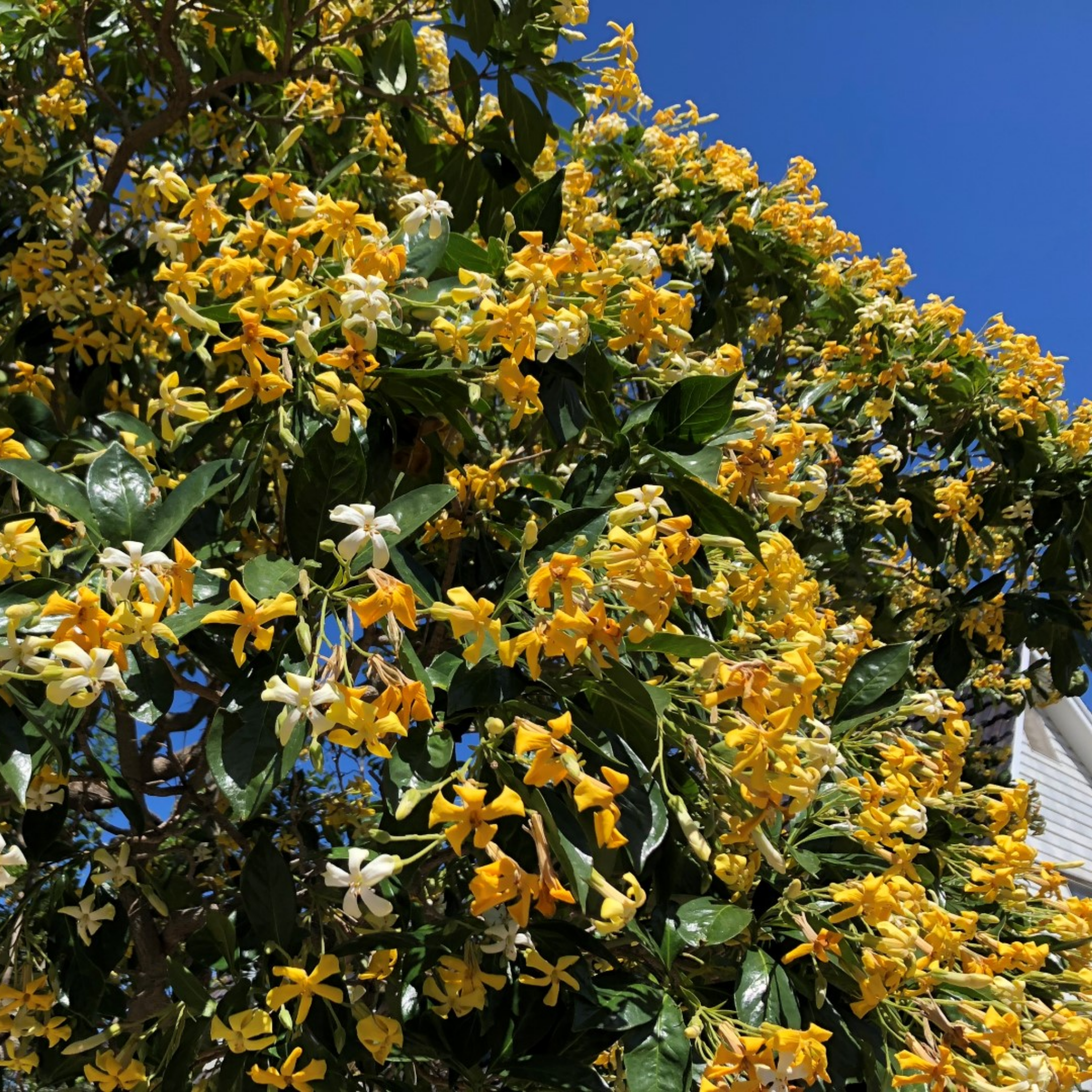 Native Frangipani - Hymenosporum flavum