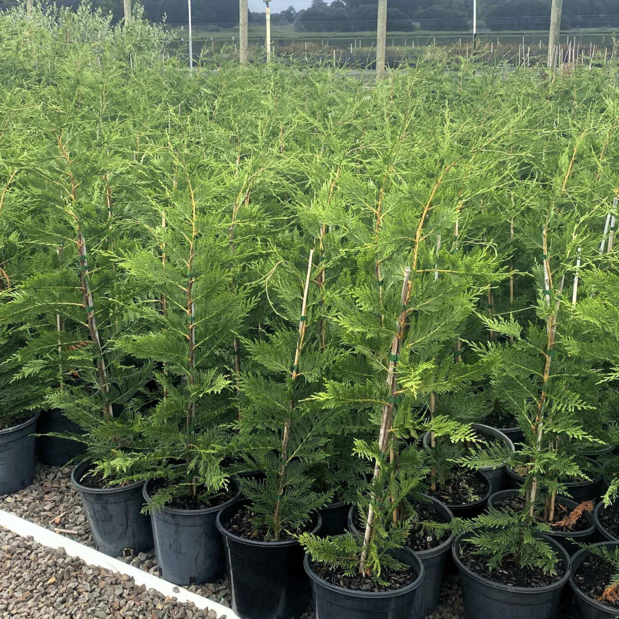 Row of potted evergreen trees in a nursery setting