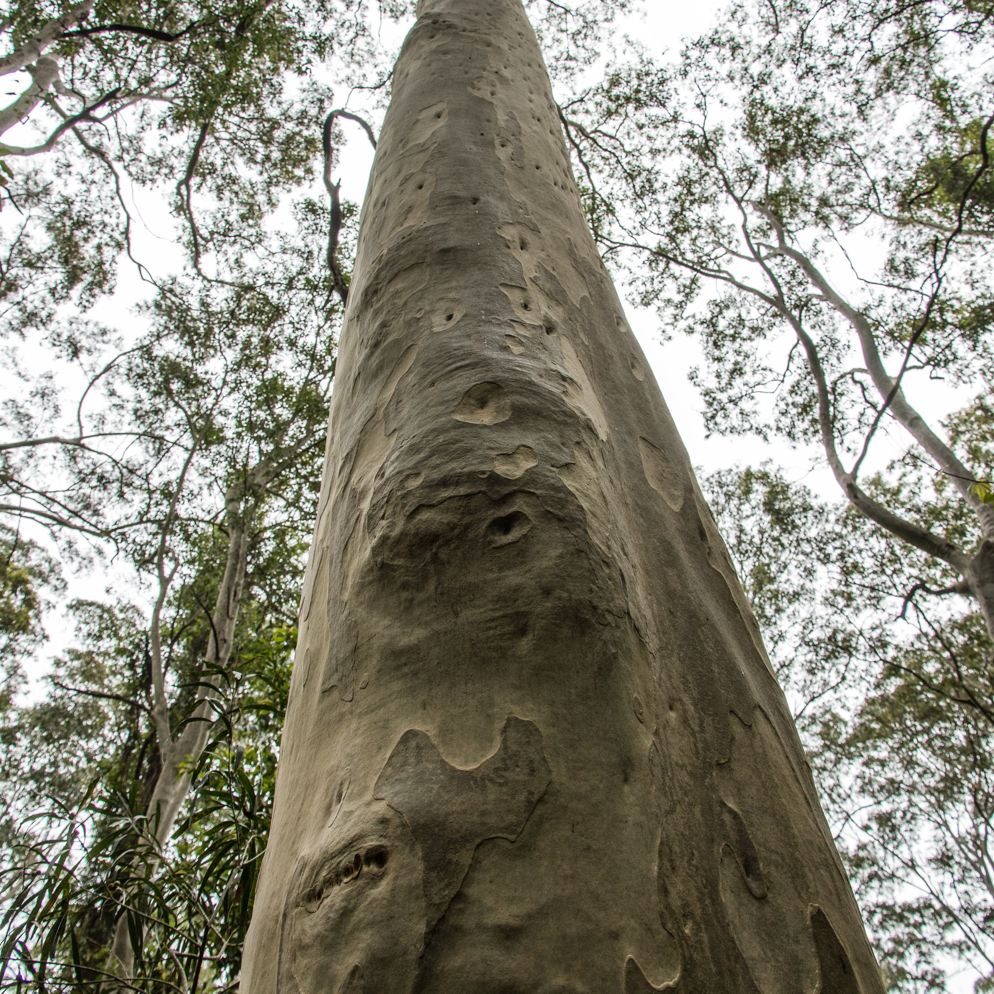 Spotted Gum Tree - Corymbia maculata