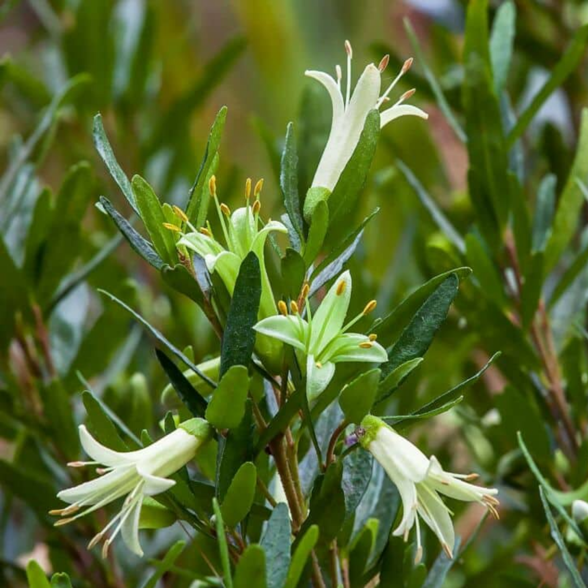 Rock Correa Coliban River - Correa glabra 'Coliban River'