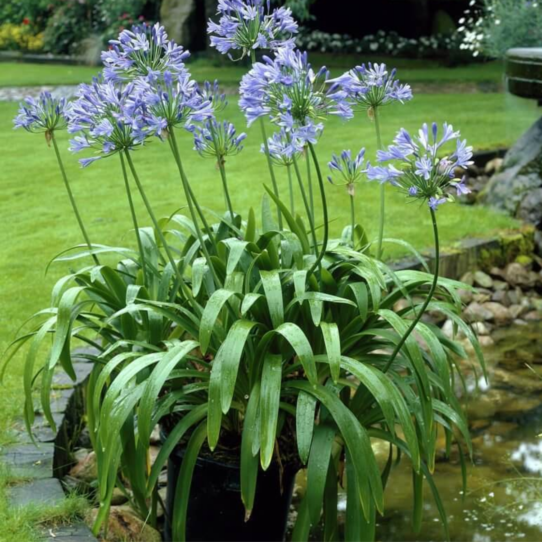 Agapanthus africanus 'Baby Blue' - Dwarf African Lily of the Nile