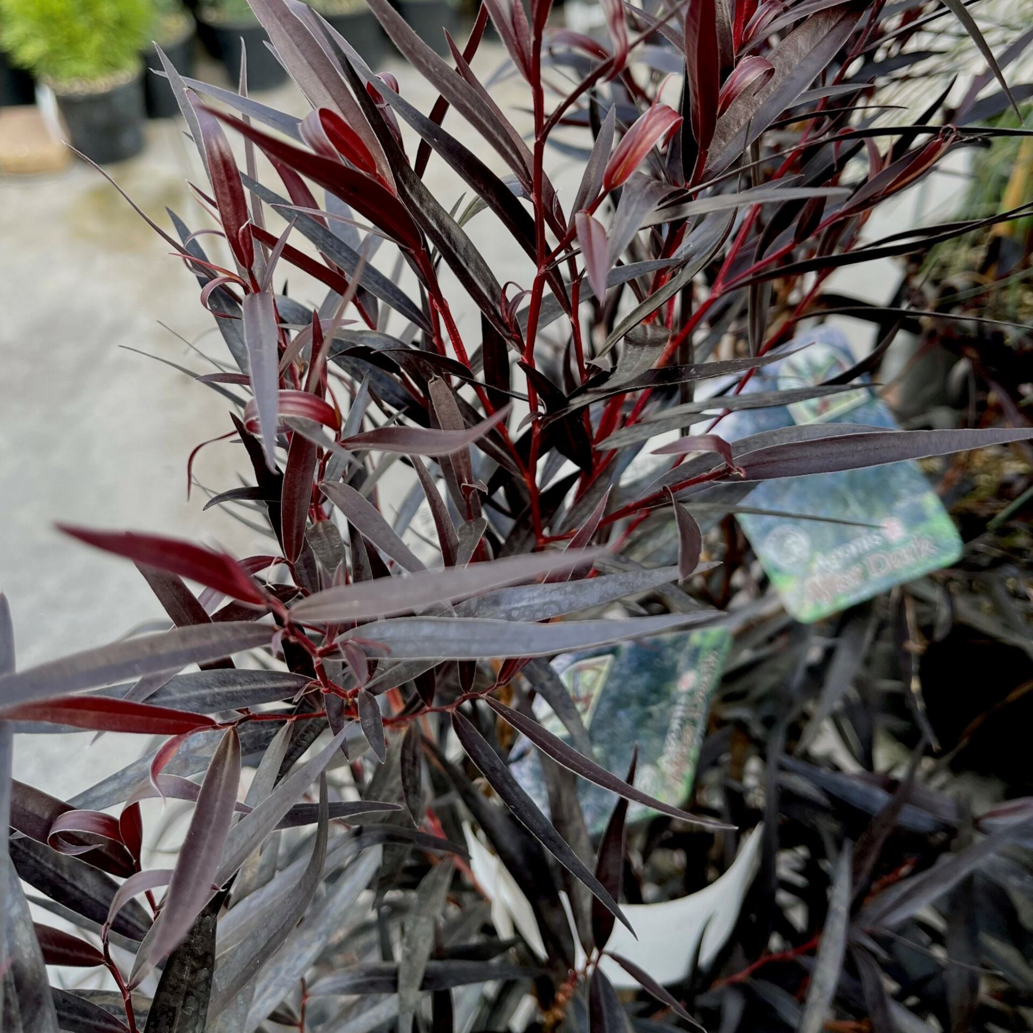 Black Willow Myrtle 'After Dark' - Agonis flexuosa After Dark