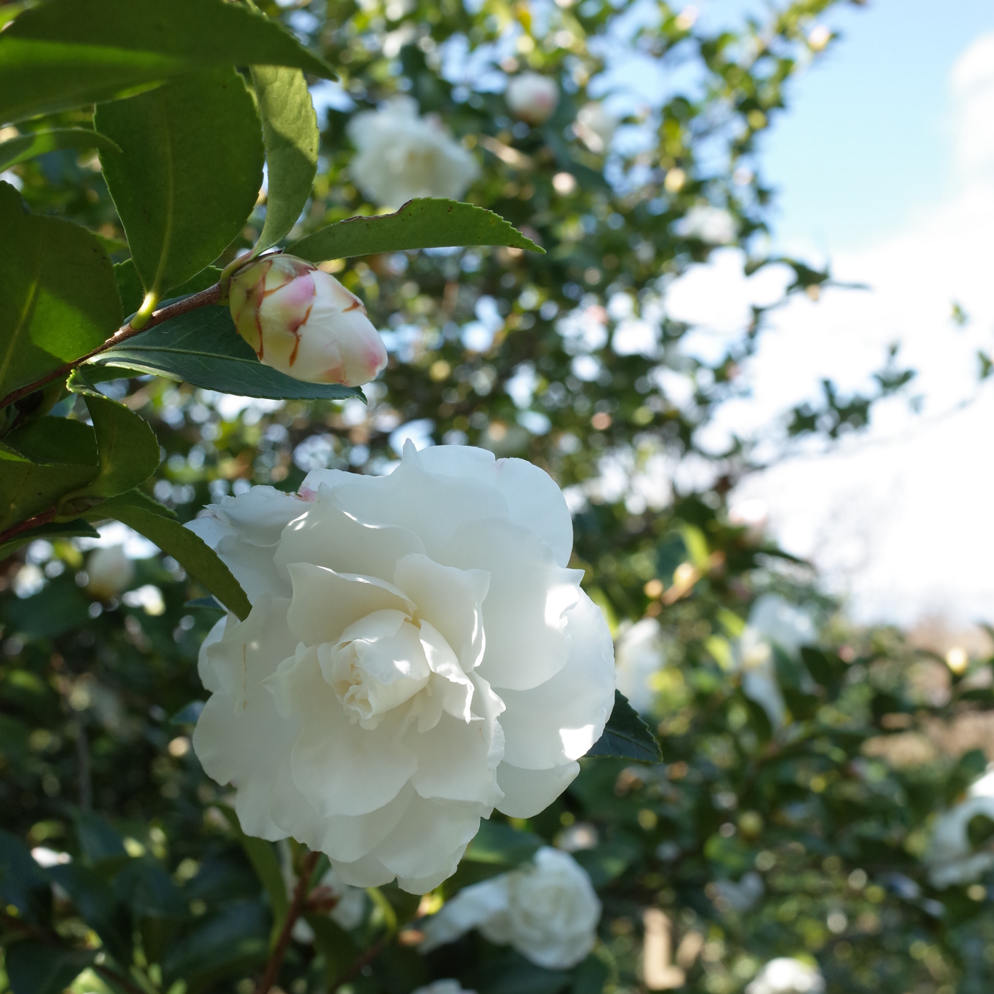Camellia Asakura - Camellia sasanqua 'Asakura'