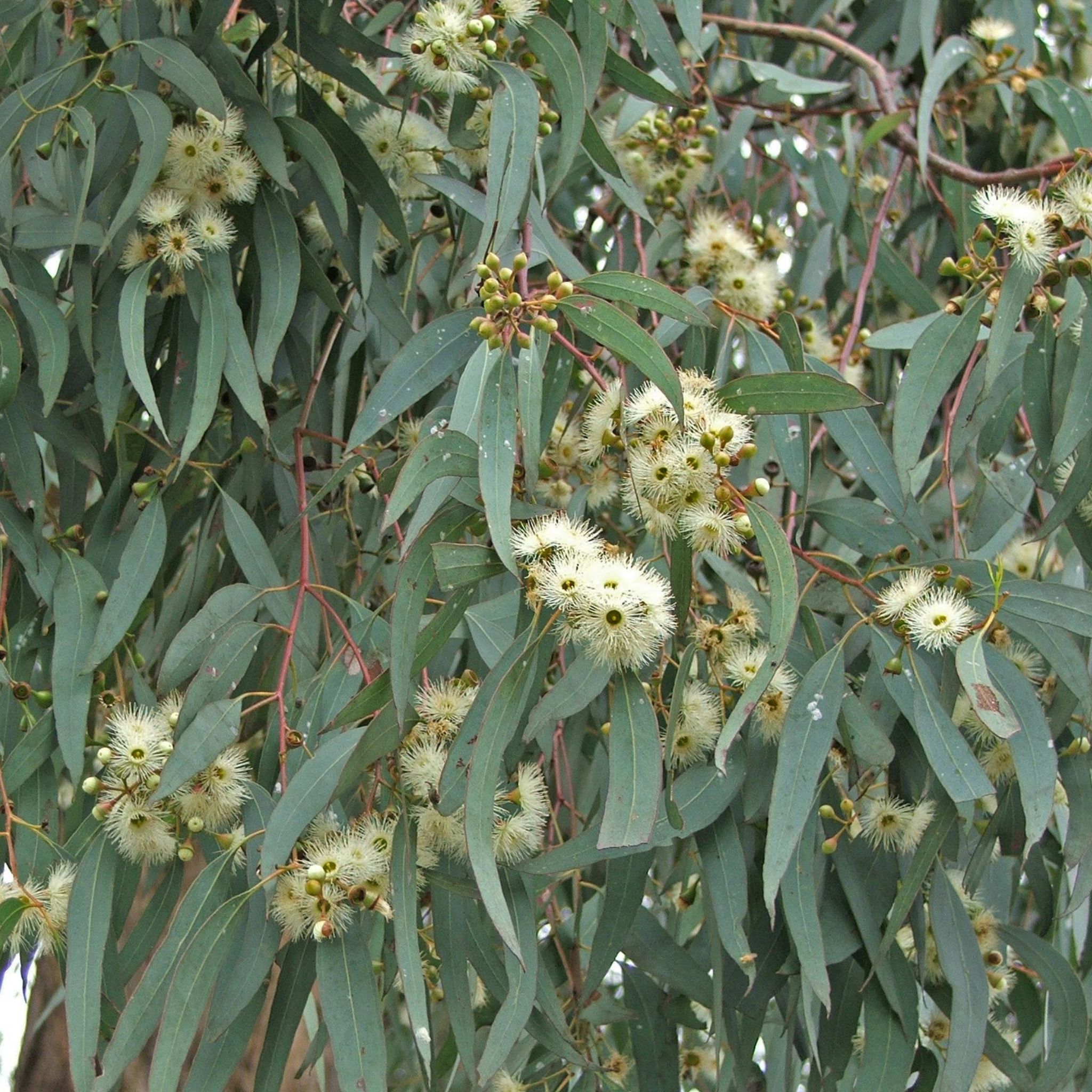 Yellow Box Gum - Eucalyptus melliodora