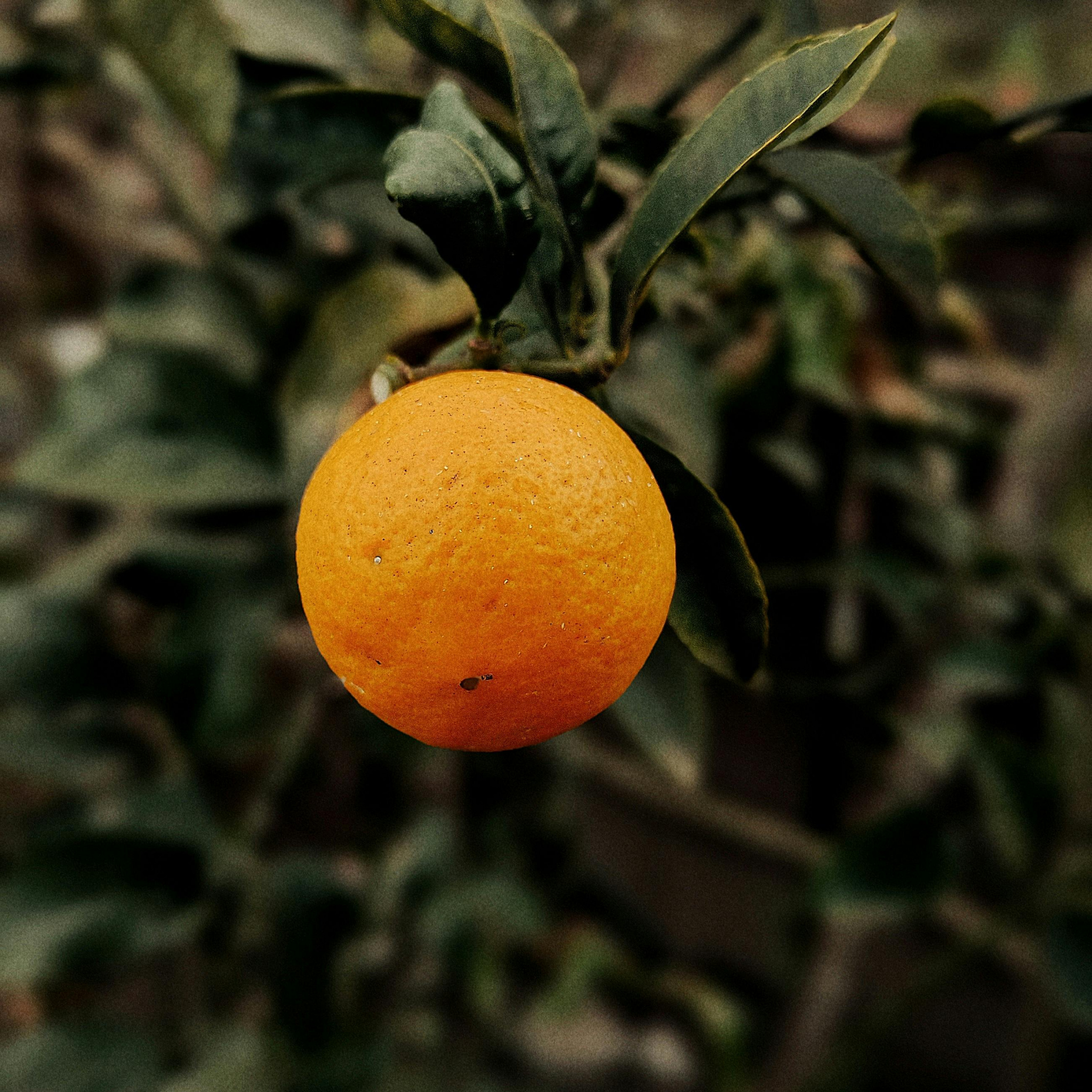 Dwarf Orange Tree (Washington Navel) - Citrus sinensis Washington Navel Dwarf