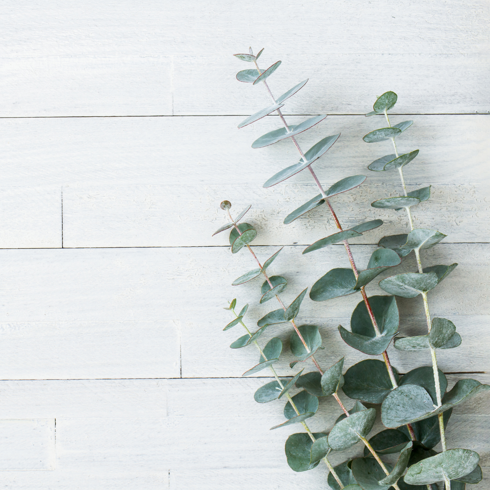 Silver Dollar Tree - Eucalyptus cinerea