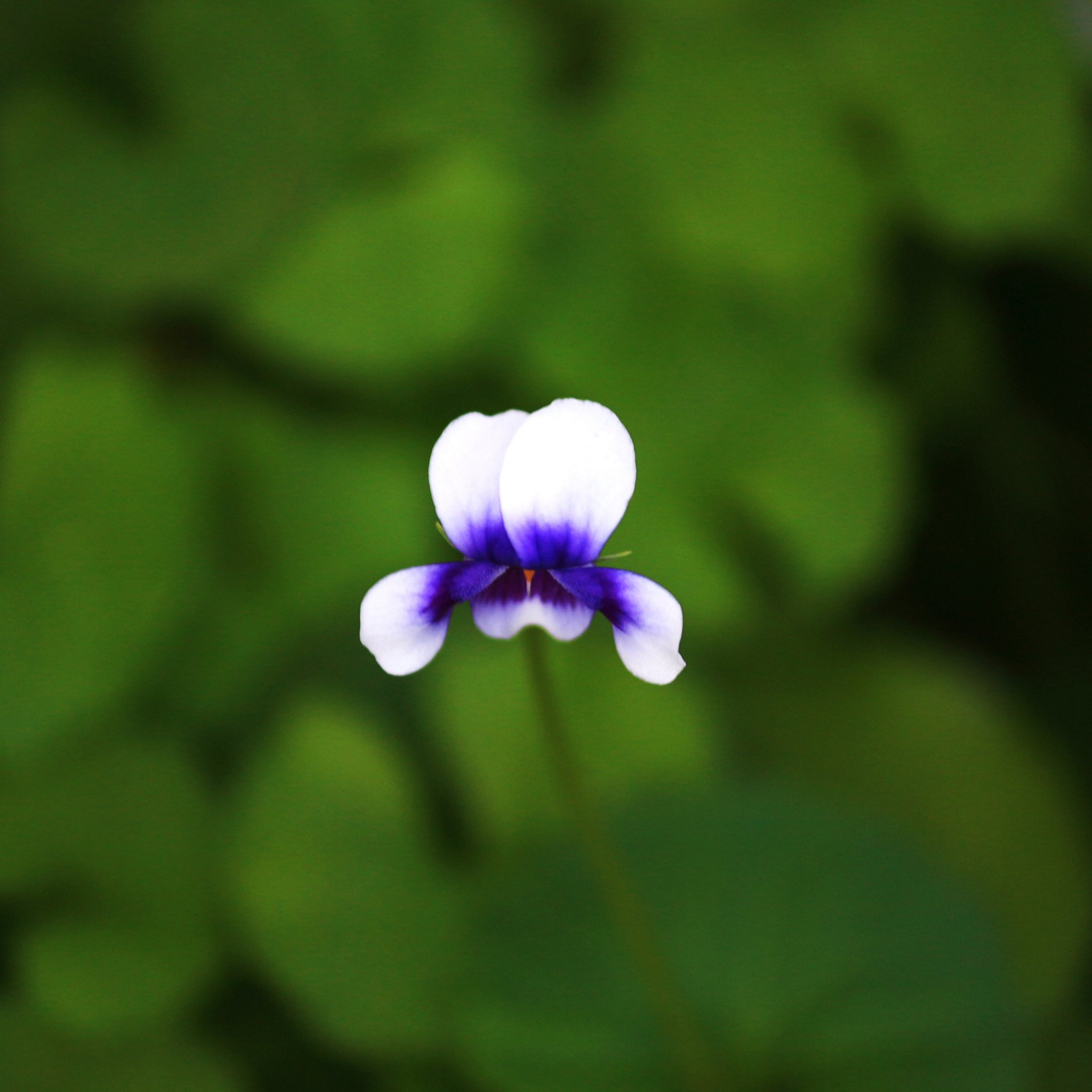 Native Australian Violet / Ivy Leaf Violet - Viola hederacea