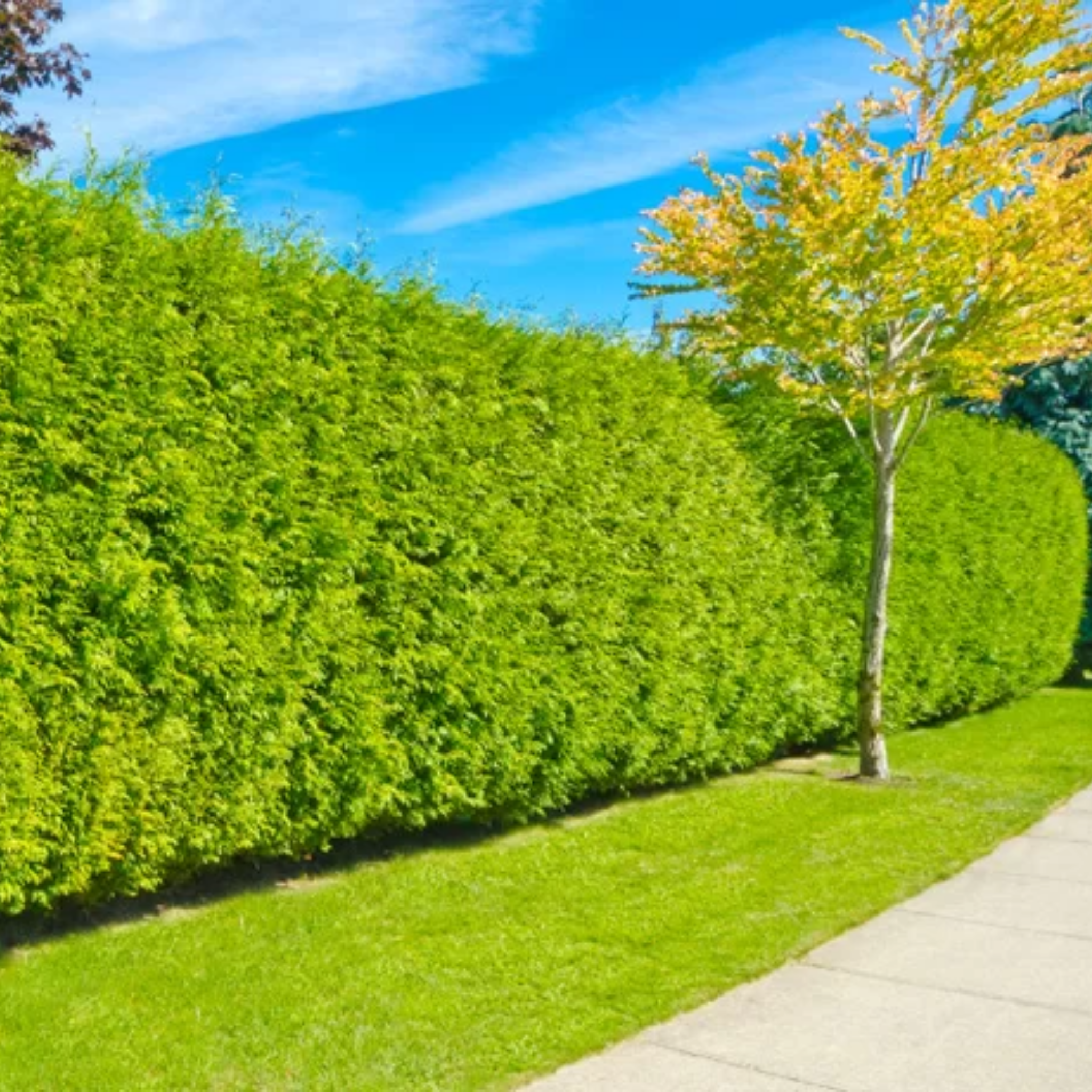 Cupressocyparis leylandii Castlewellan Gold - Leyland Cypress