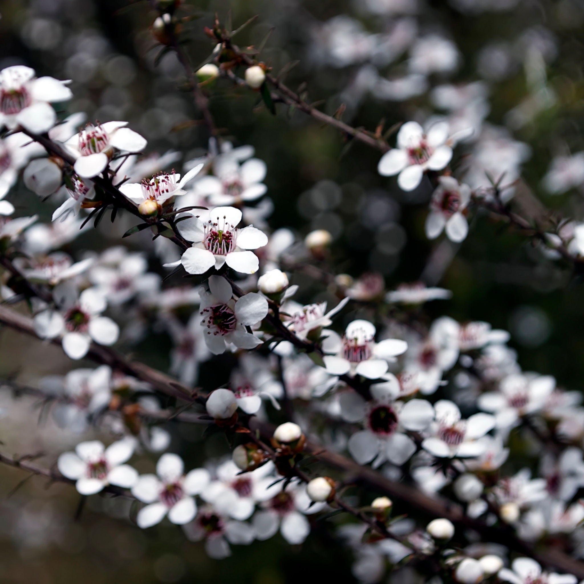 Prickly Tea Tree - Leptospermum continentale