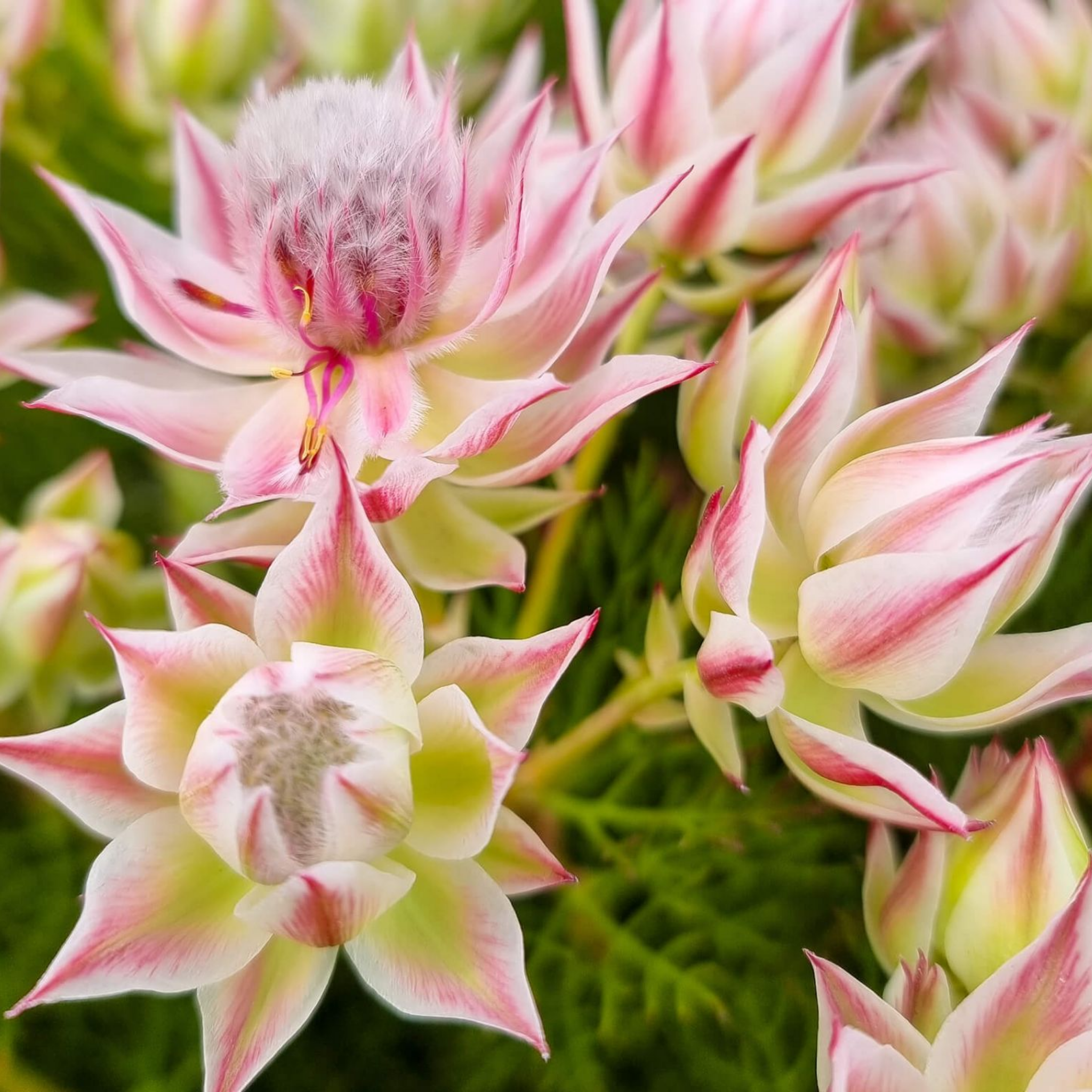 Pretty N Pink Blushing Bride - Serruria florida rosea Pretty N Pink