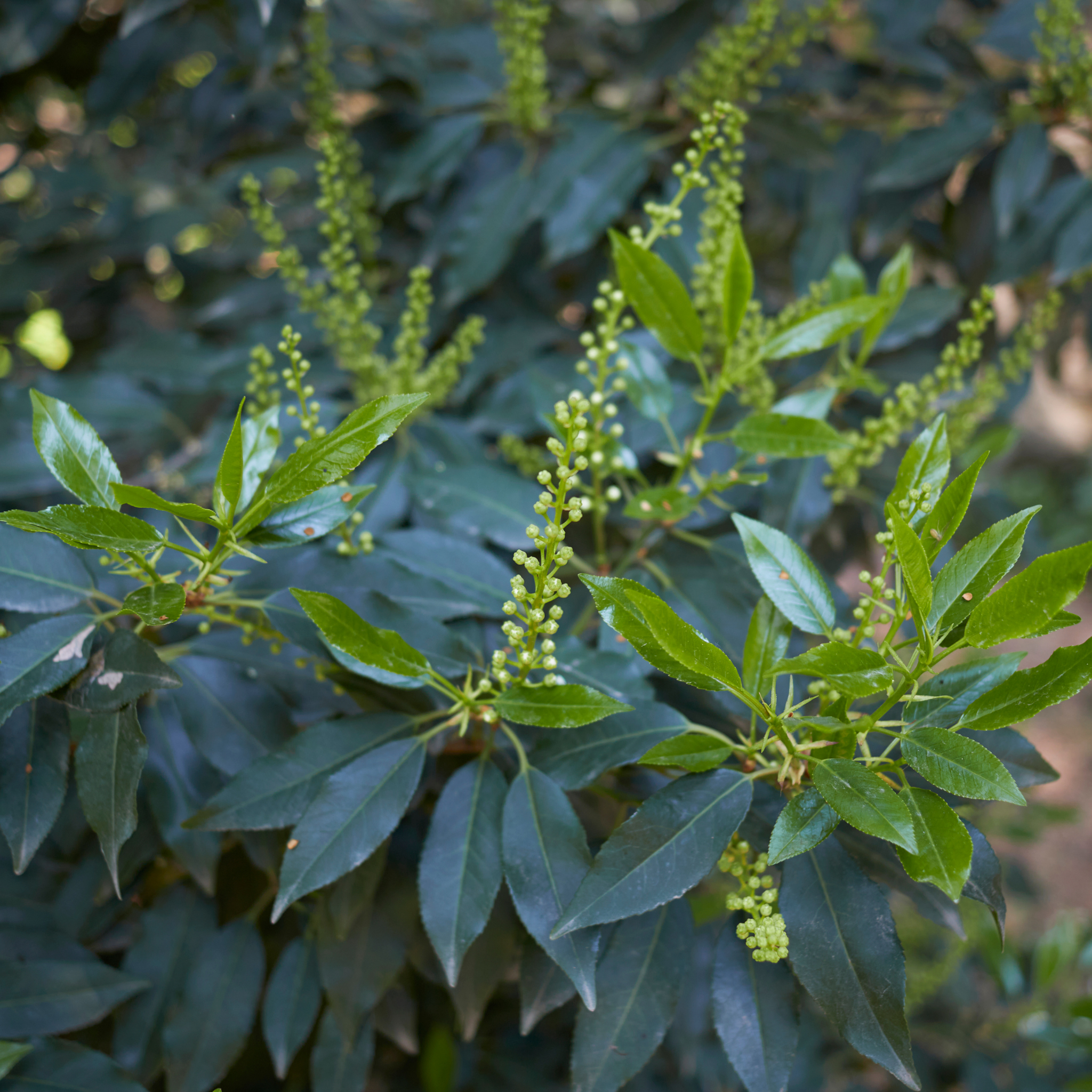 Close-up of green leaves and small green buds on a plant.