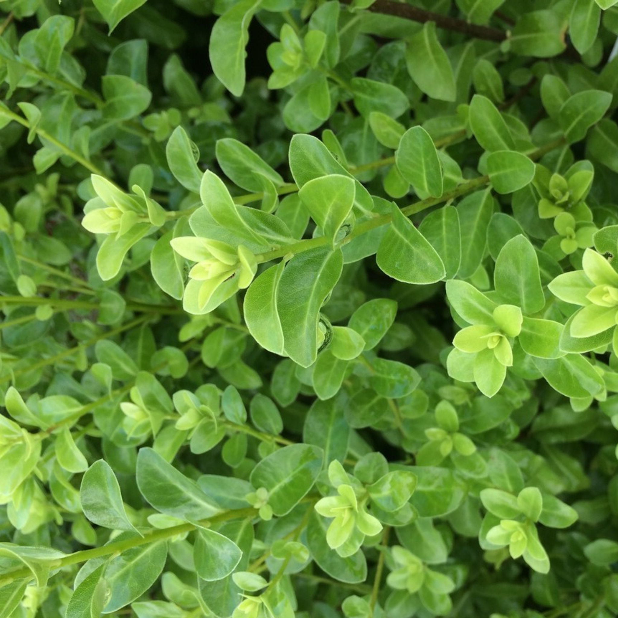 Close-up of green leaves with a blurred background