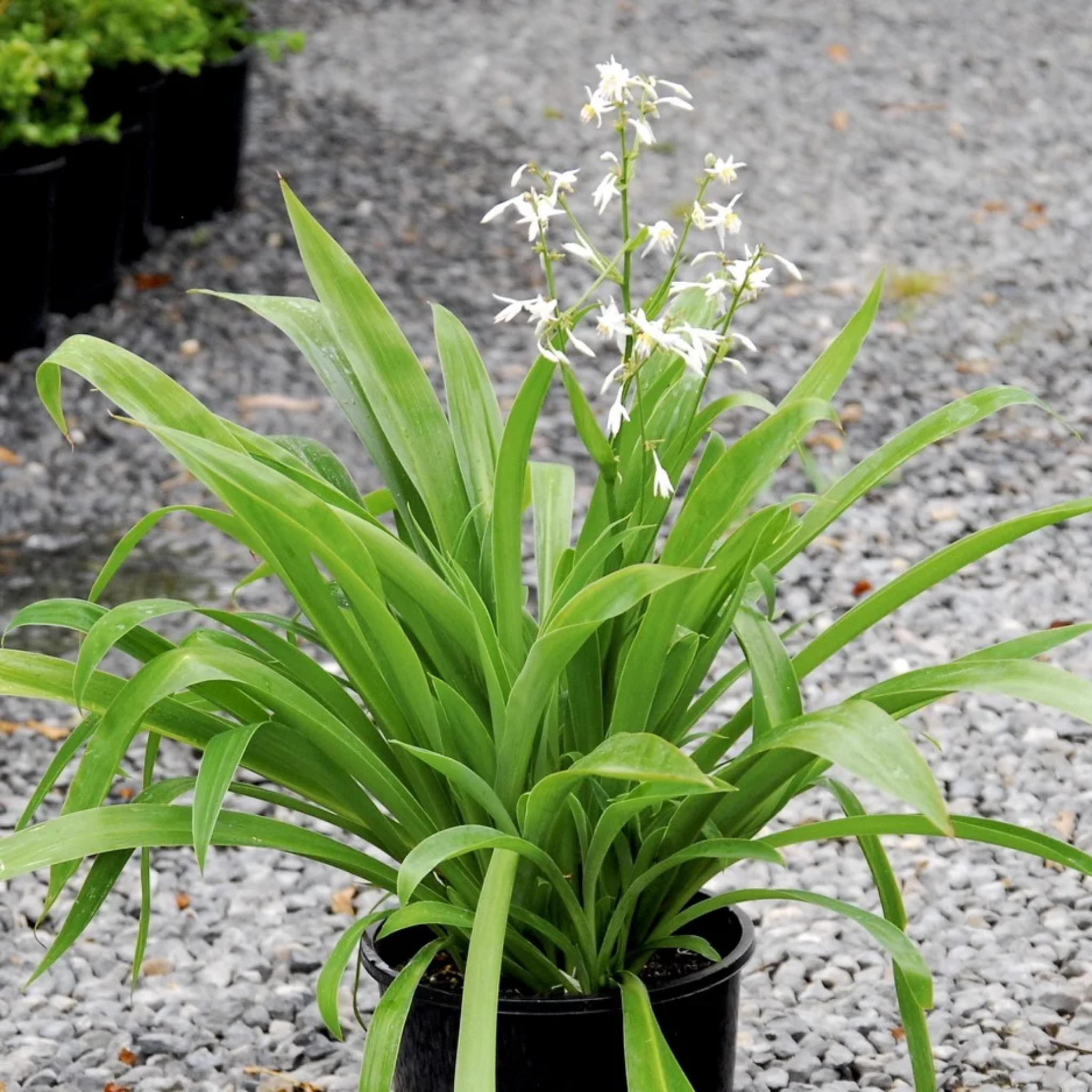 Potted plant with white flowers and long green leaves on a gravel surface
