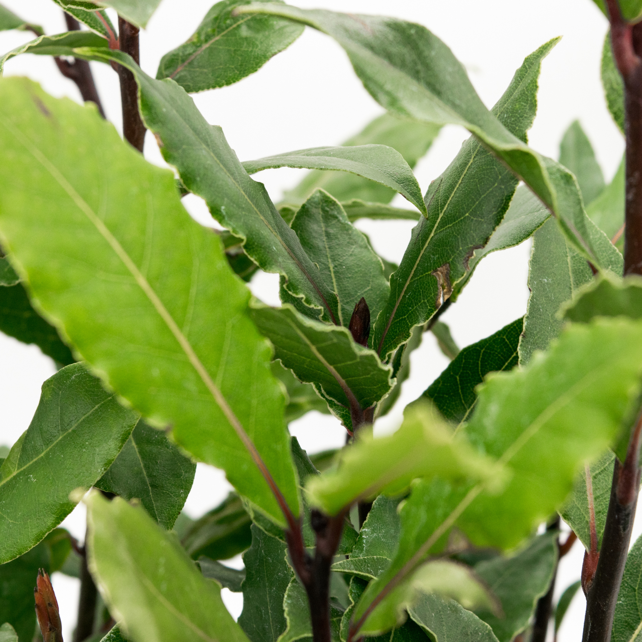 Compact Bay Laurel Tree - Laurus nobilis Flavour Master