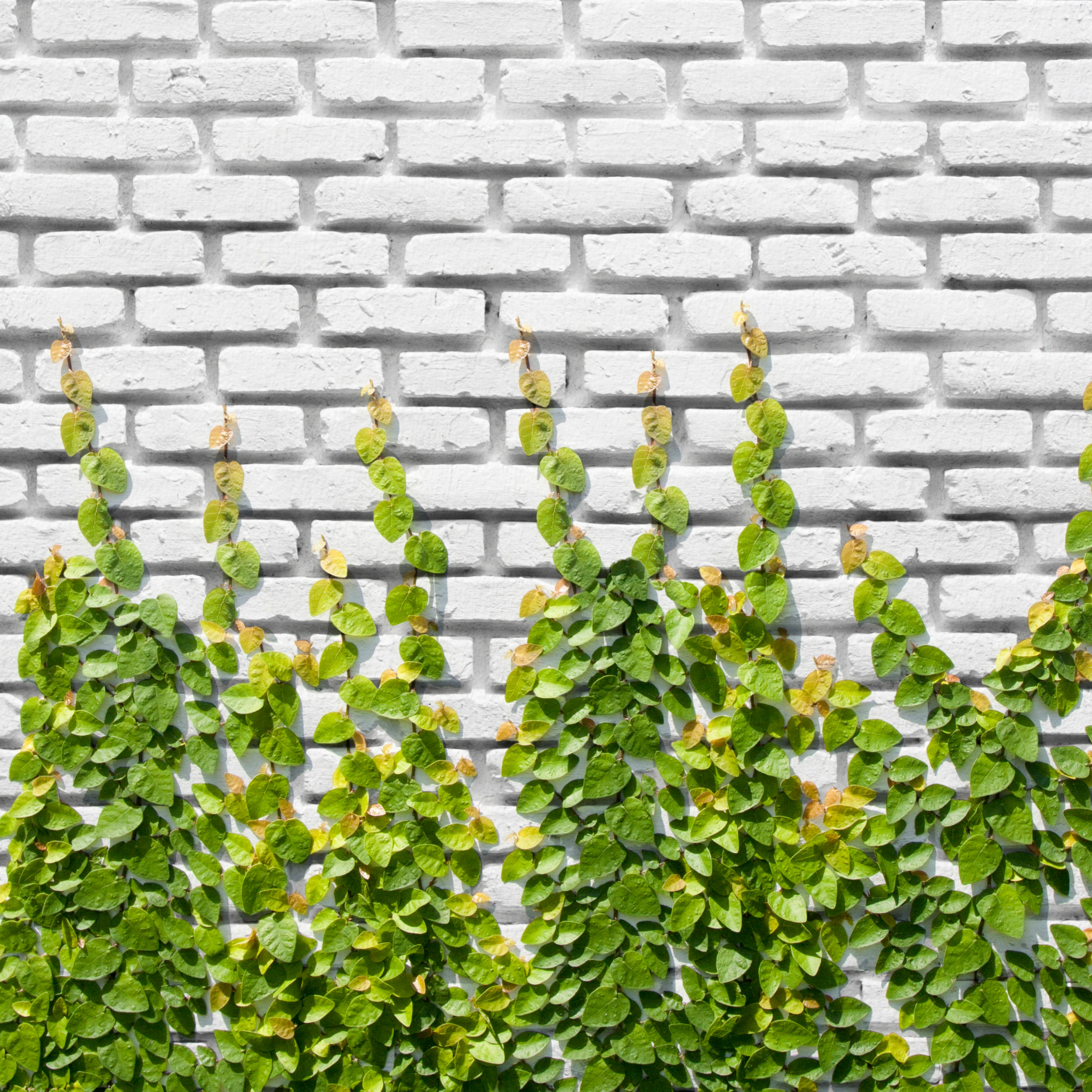 Creeping Fig - Ficus pumila