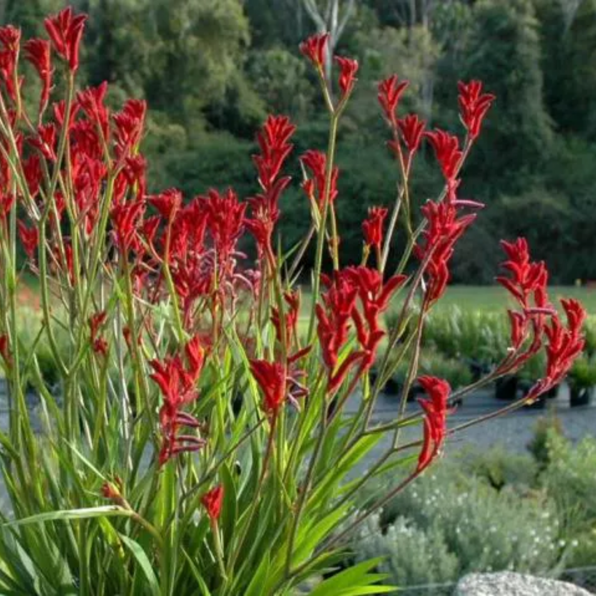 Tall Red Kangaroo Paw - Anigozanthos flavidus Landscape Scarlet