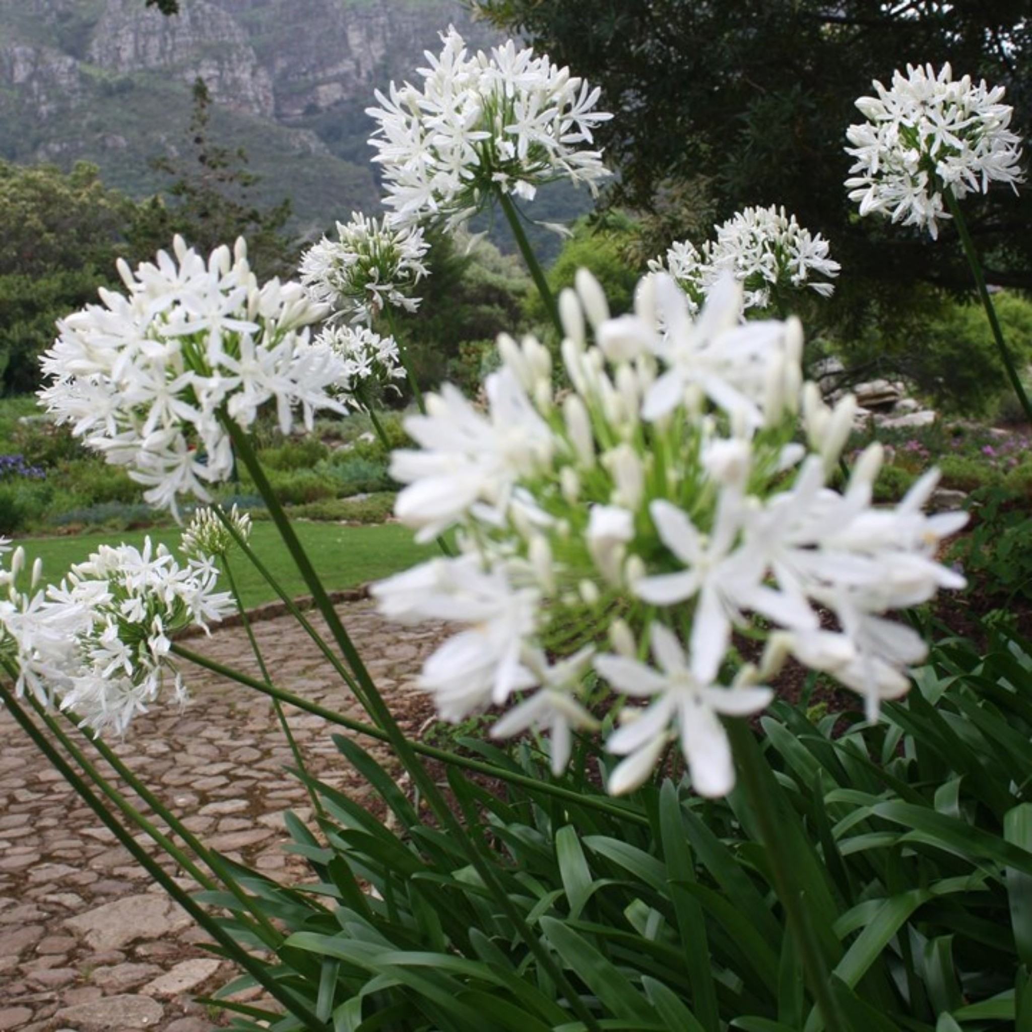 White Agapanthus - Lily of the Nile, African Lily