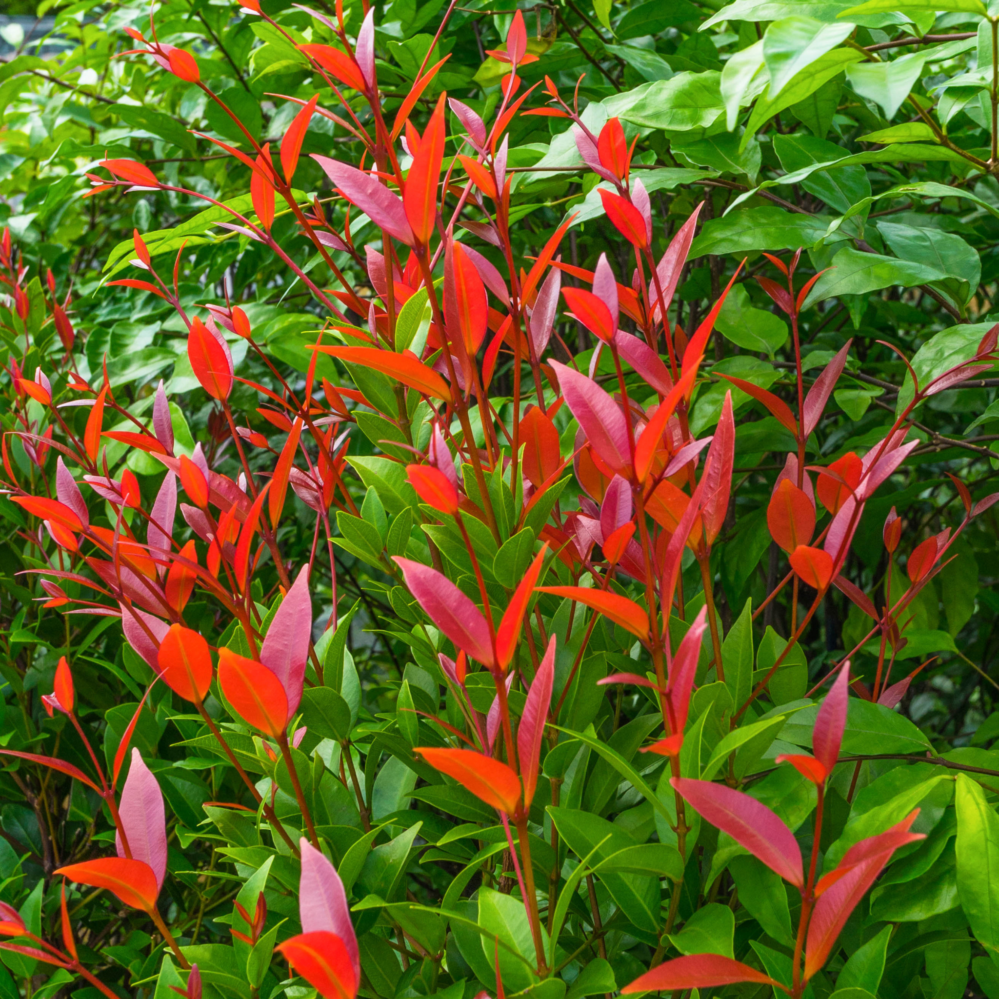 Lilly Pilly Cherry Surprise - Acmena smithii 'Cherry Surprise'