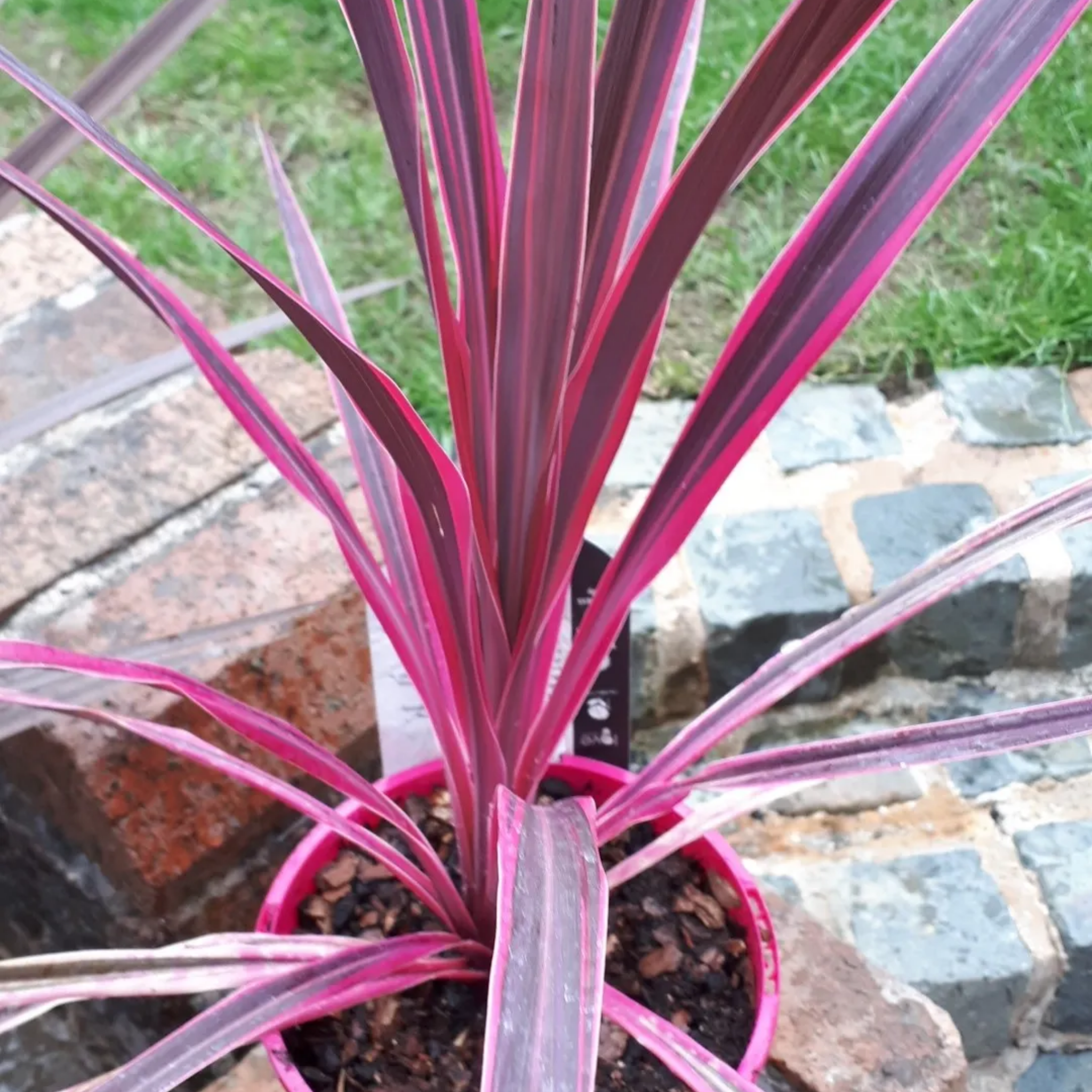 Potted plant with pink and purple leaves on a stone patio