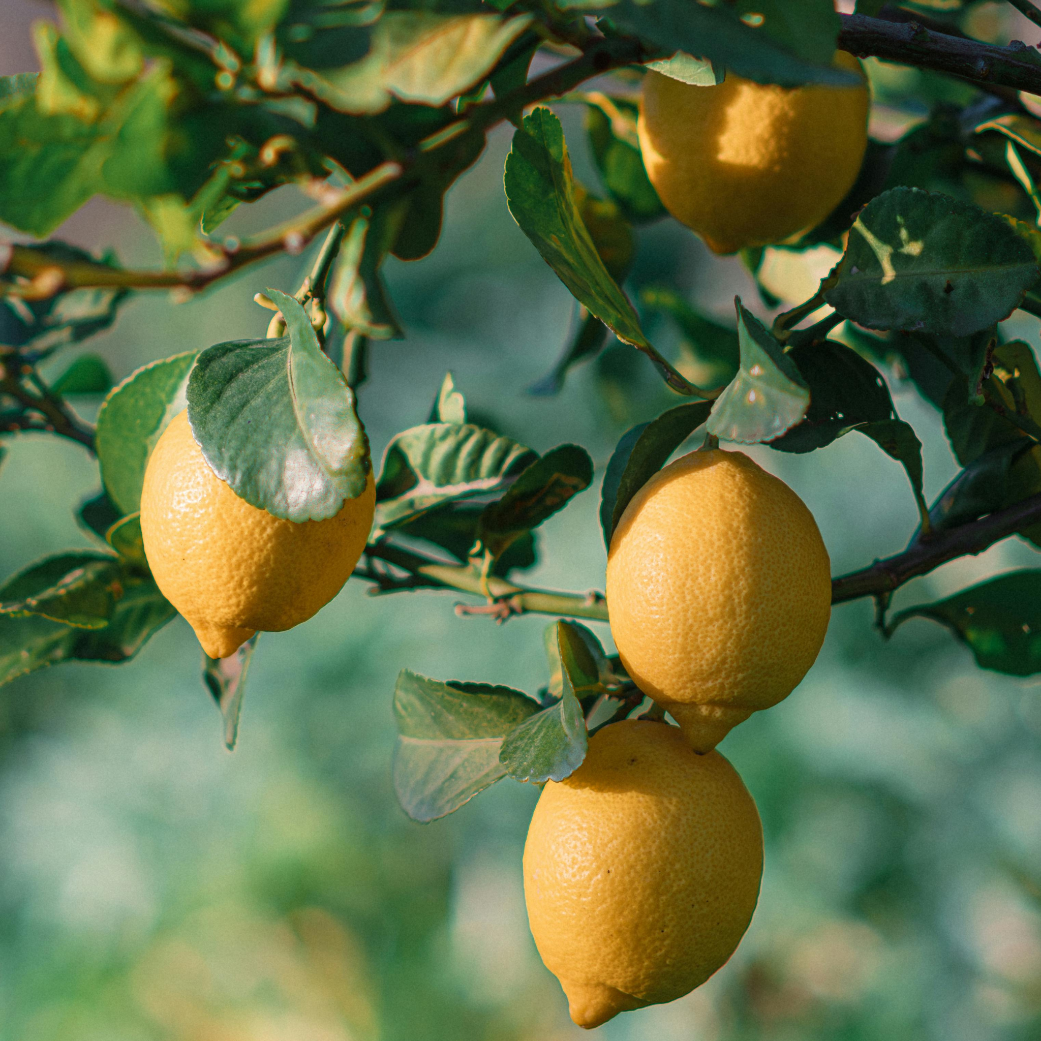 Dwarf Lemon Lots A Lemons - Citrus limon 'Lots A Lemons'