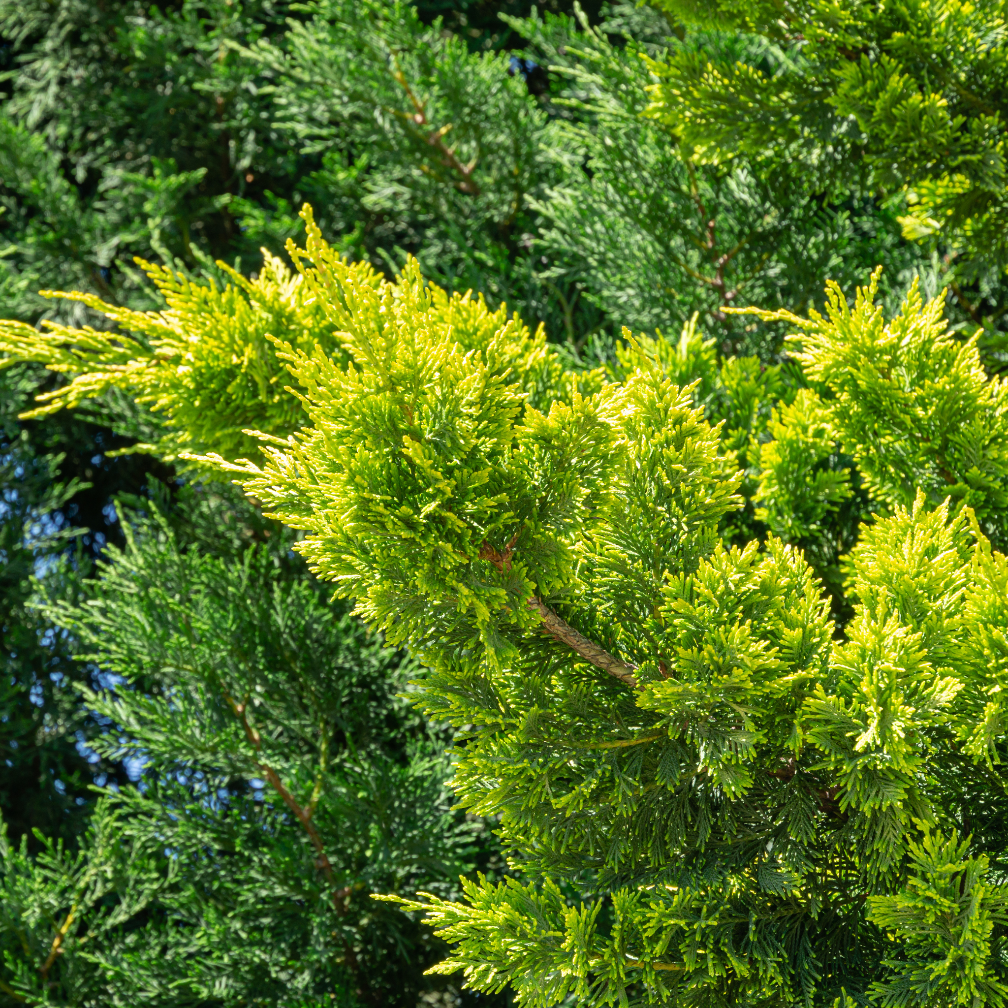 Cupressocyparis leylandii Castlewellan Gold - Leyland Cypress