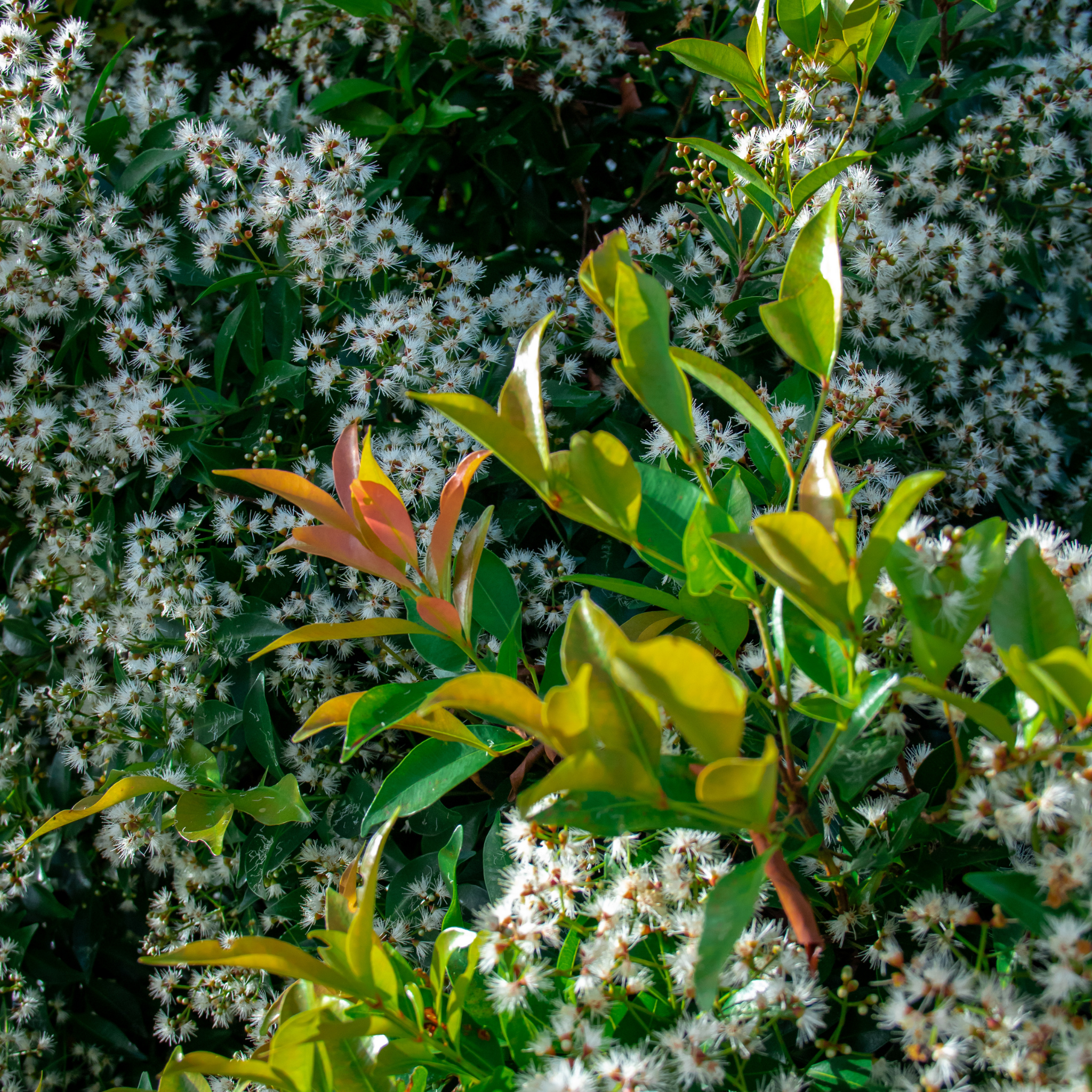 Lilly Pilly 'Minor' - Acmena smithii Minor