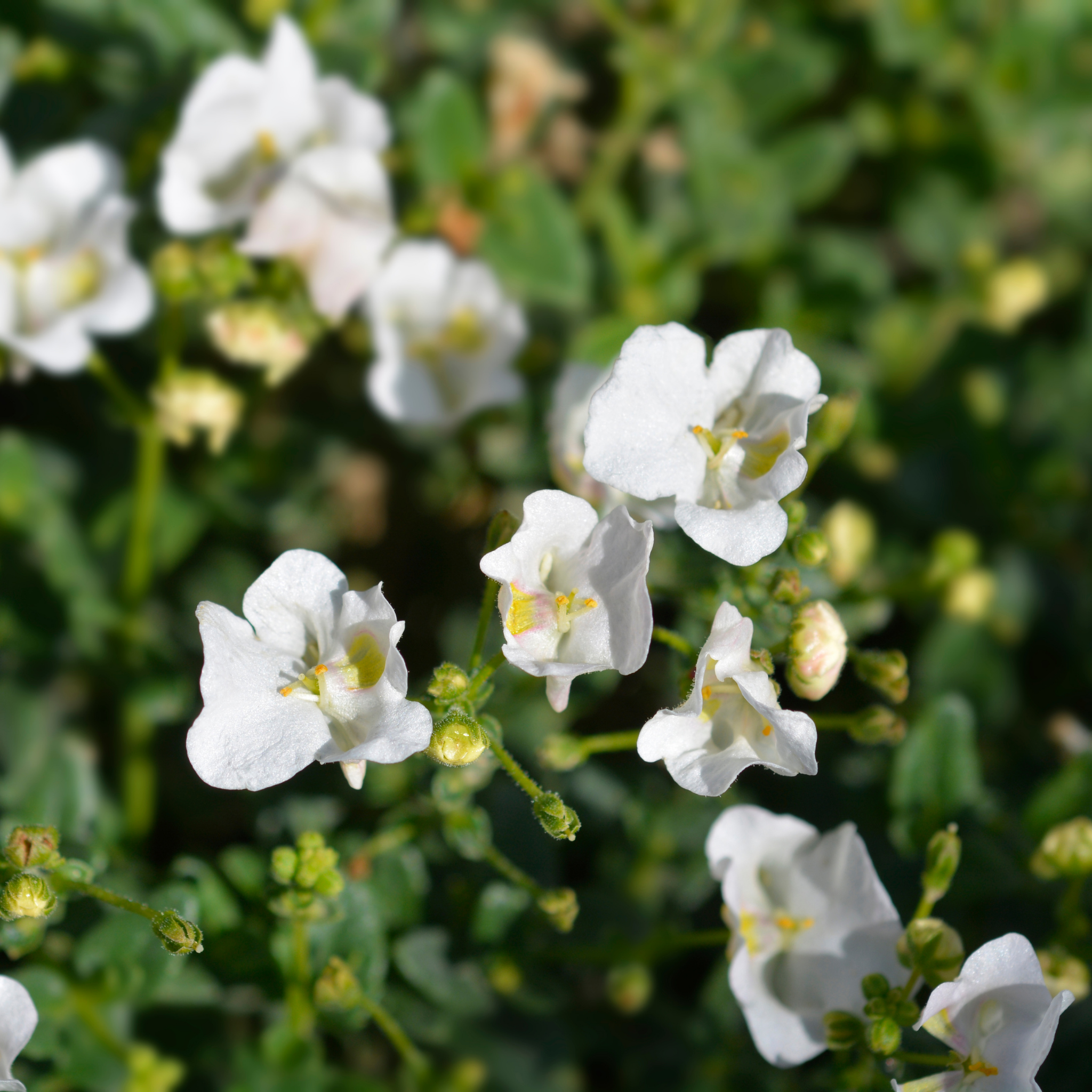 Mountain Sandwort - Arenaria montana