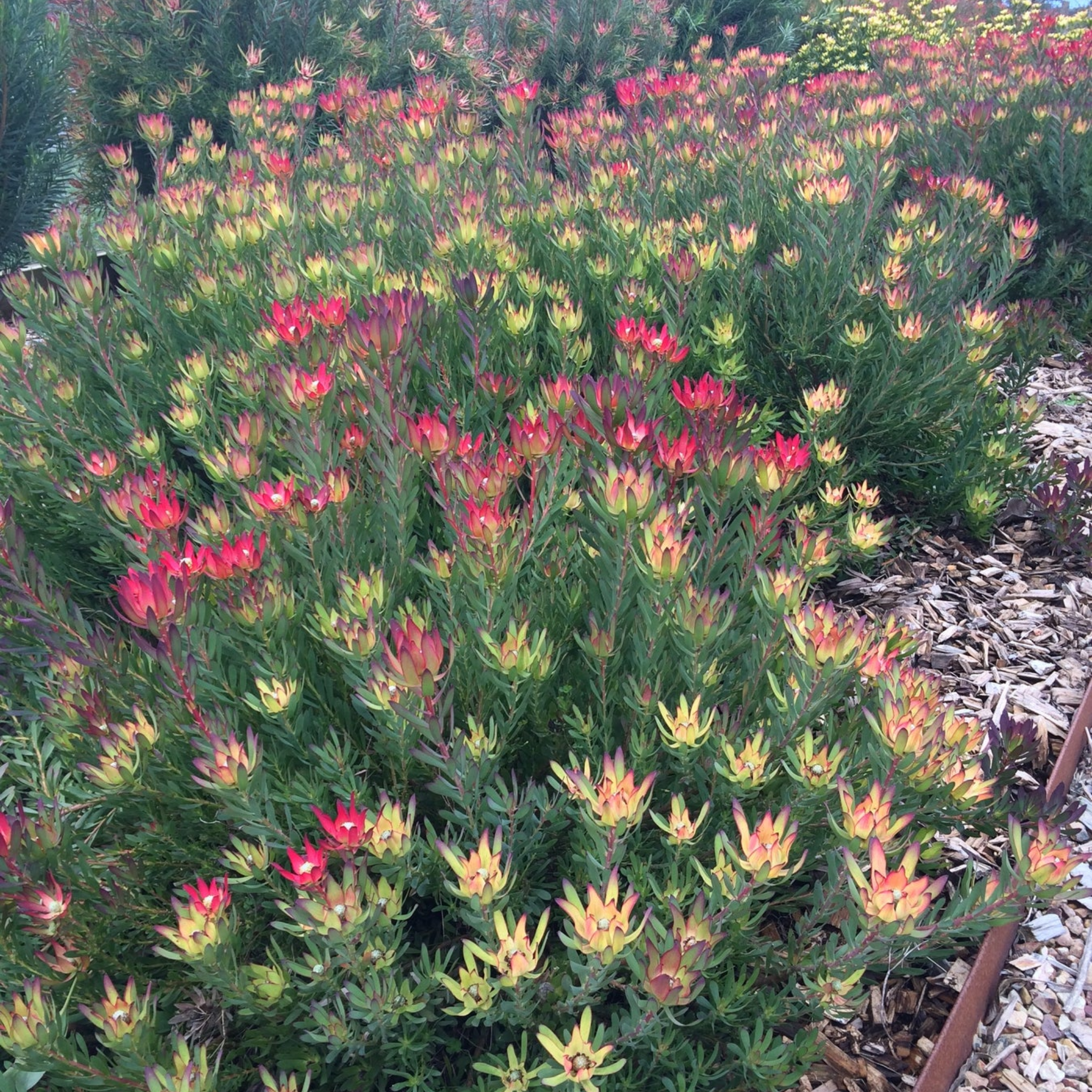 Red Devil Conebush - Leucadendron salignum Red Devil