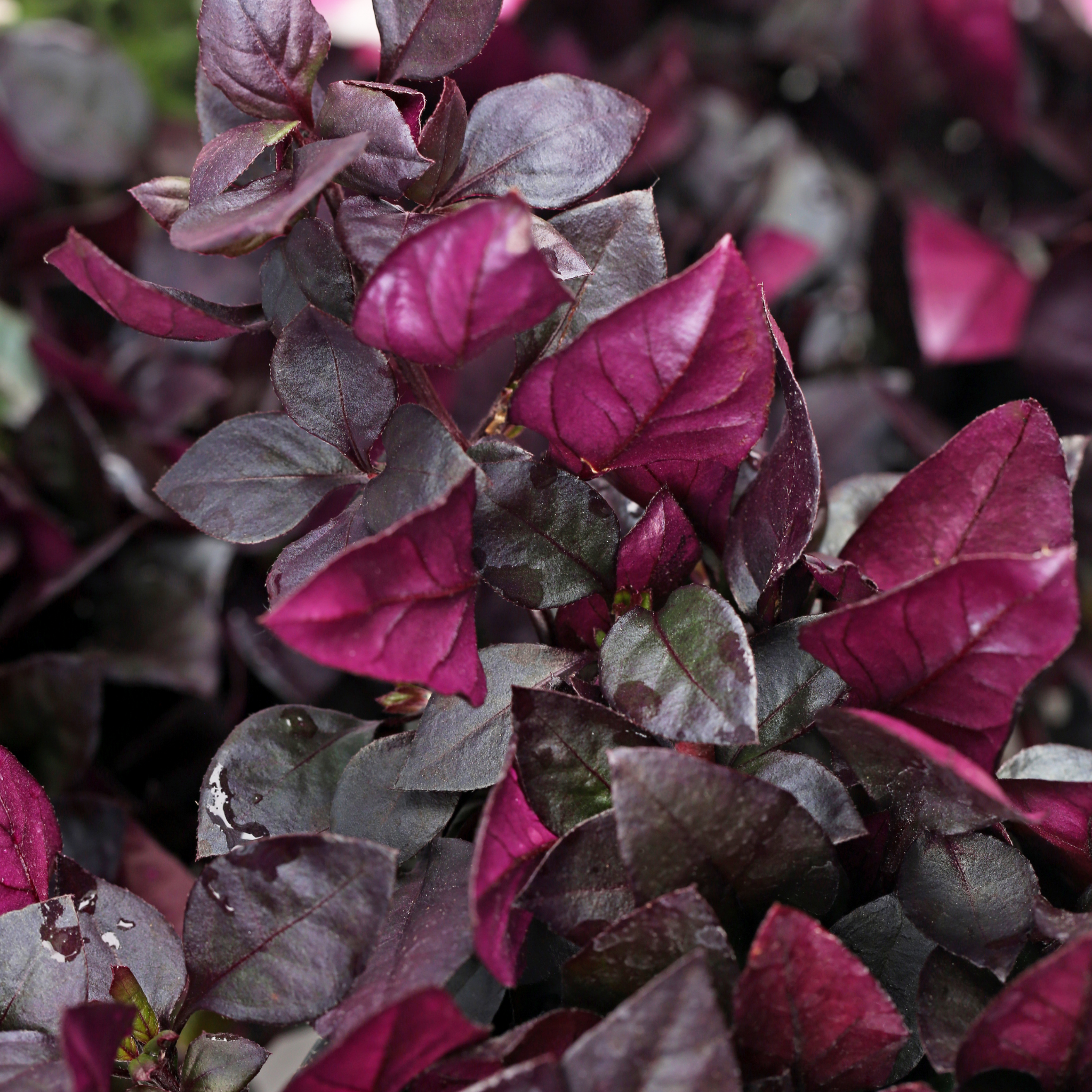 Alternanthera Little Maroon - Alternanthera dentata 'Little Maroon'