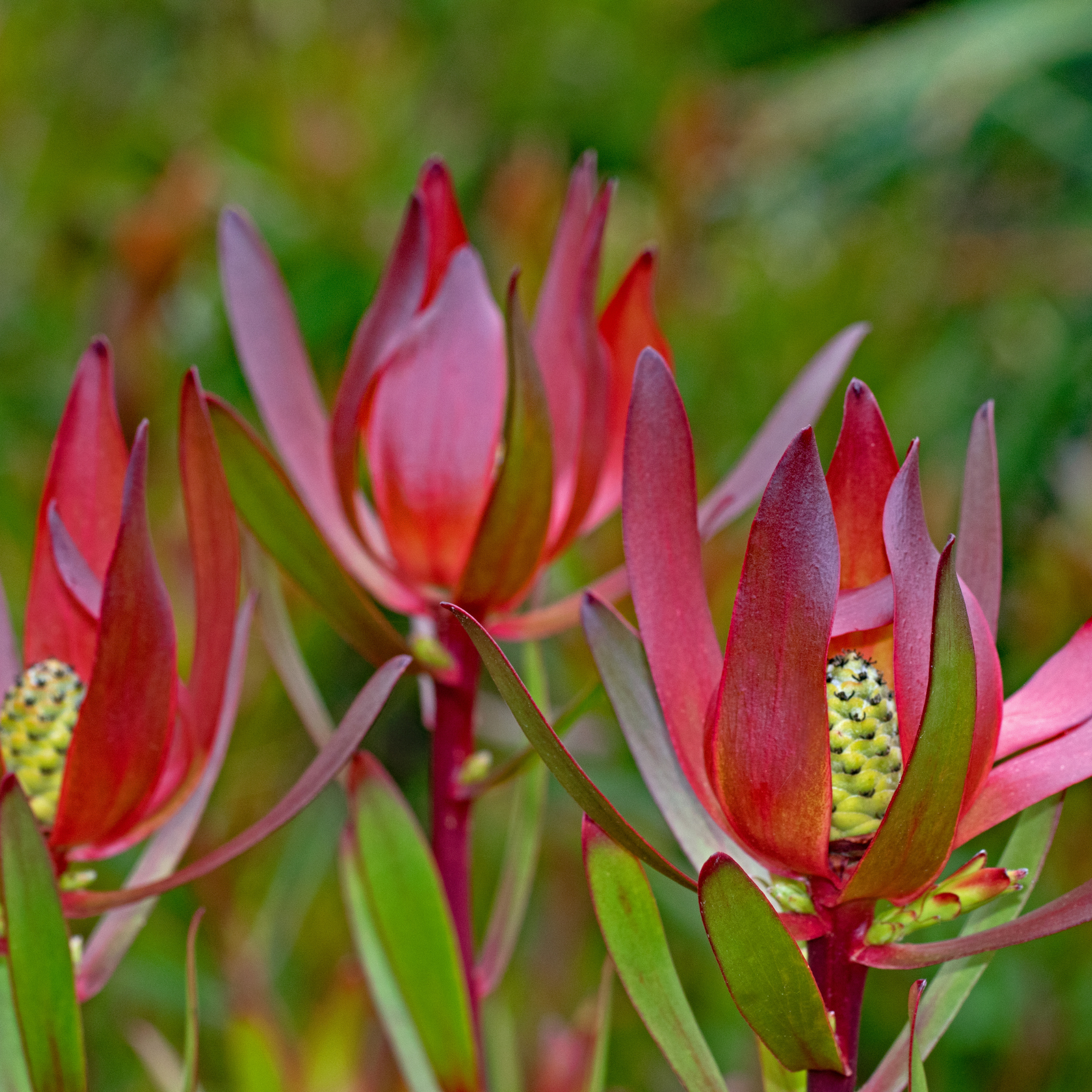 Safari Sunset Conebush - Leucadendron laureolum Safari Sunset