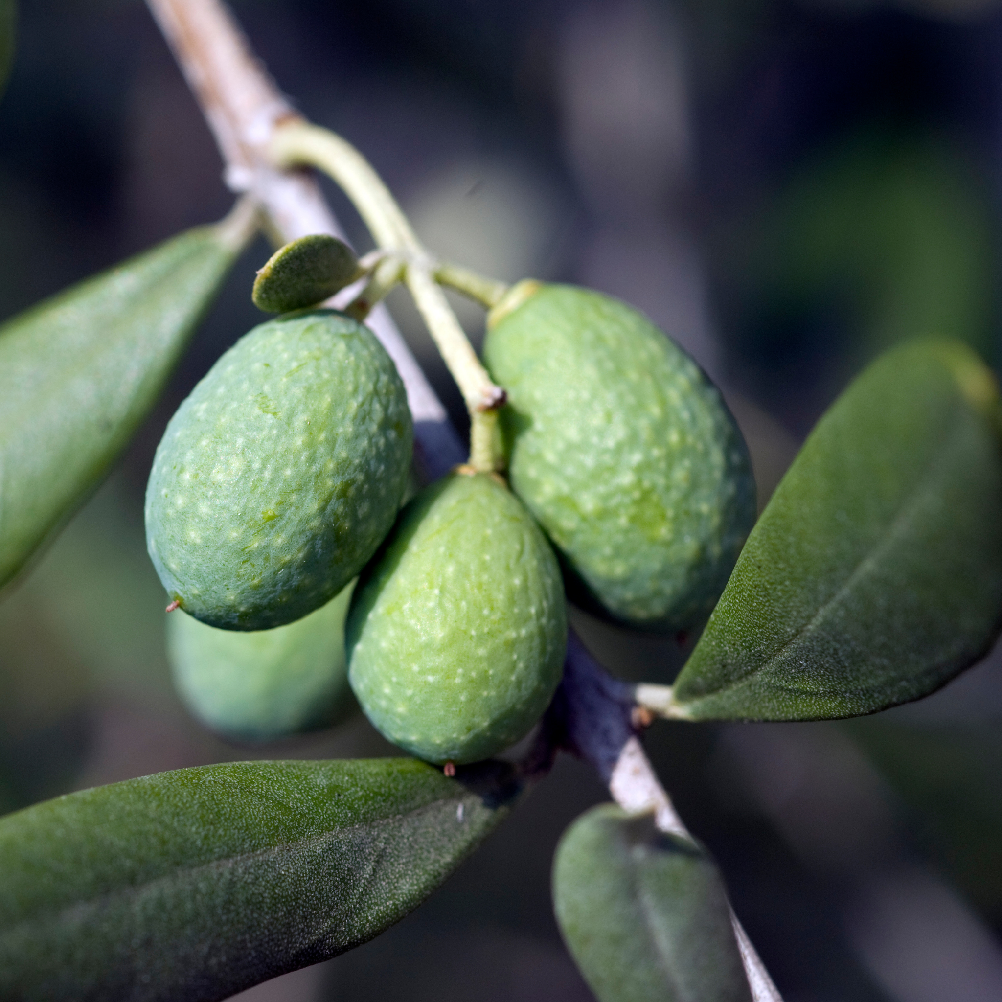 Paragon Olive Tree - Olea europaea Paragon