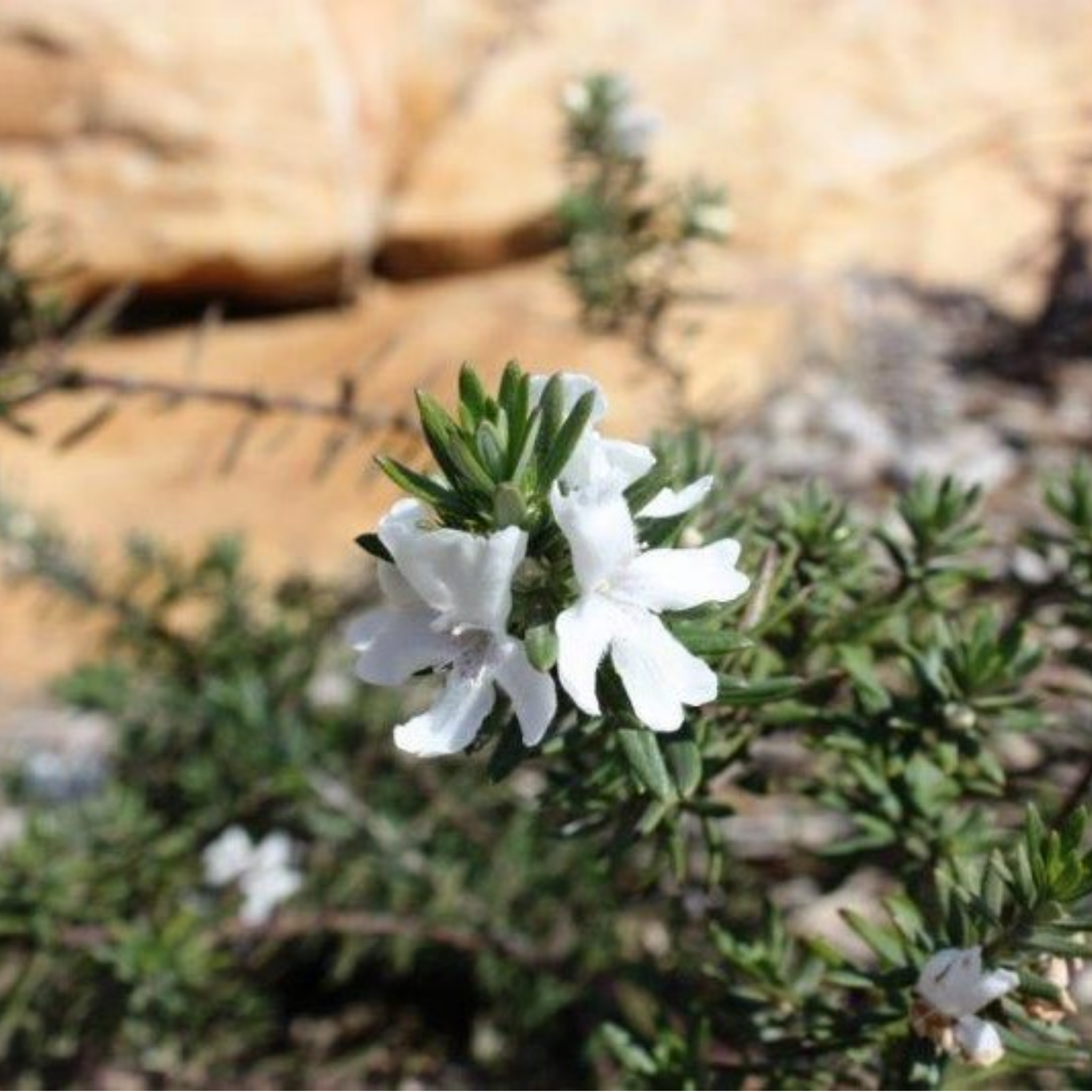 Mundi Native Rosemary - Westringia fruticosa Mundi